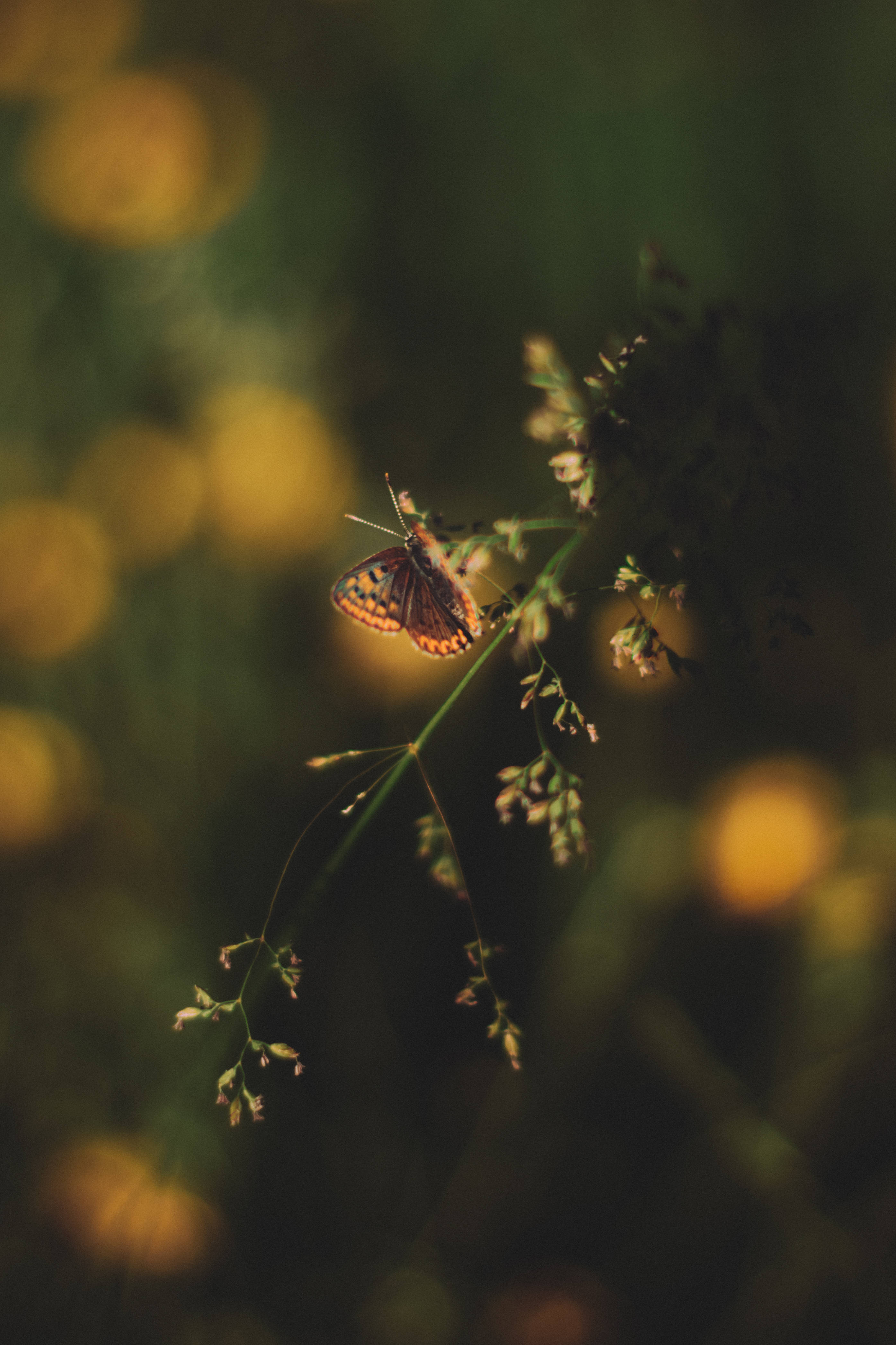 Spotted Aesthetic Butterfly, orange butterfly, slender blade of grass, 4K Phone Wallpaper