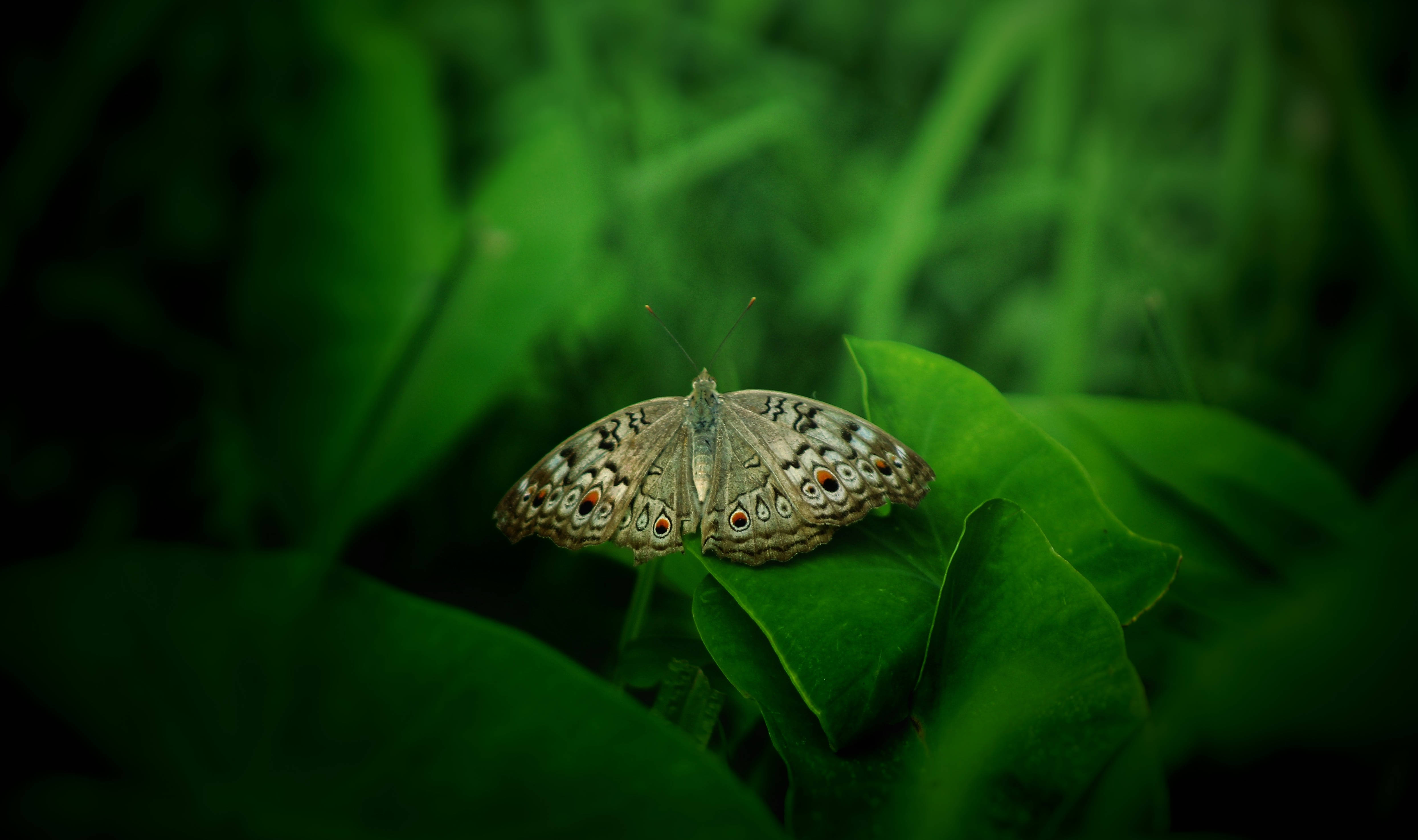 small brown aesthetic butterly, brown butterfly, eye spots, 4K Desktop Wallpaper