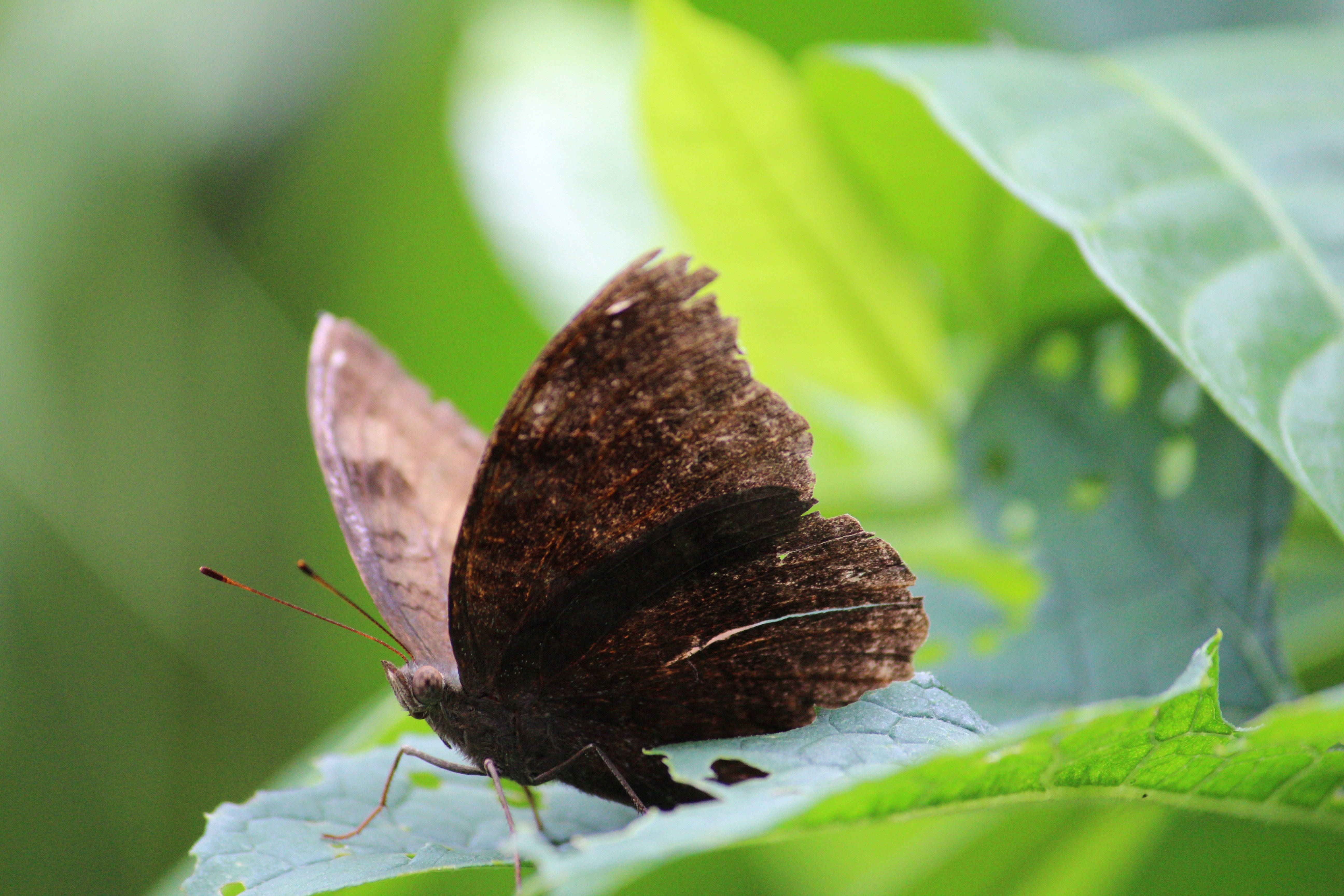brown aesthetic butterfly, dark brown butterfly, frayed wings, 5K Desktop Wallpaper