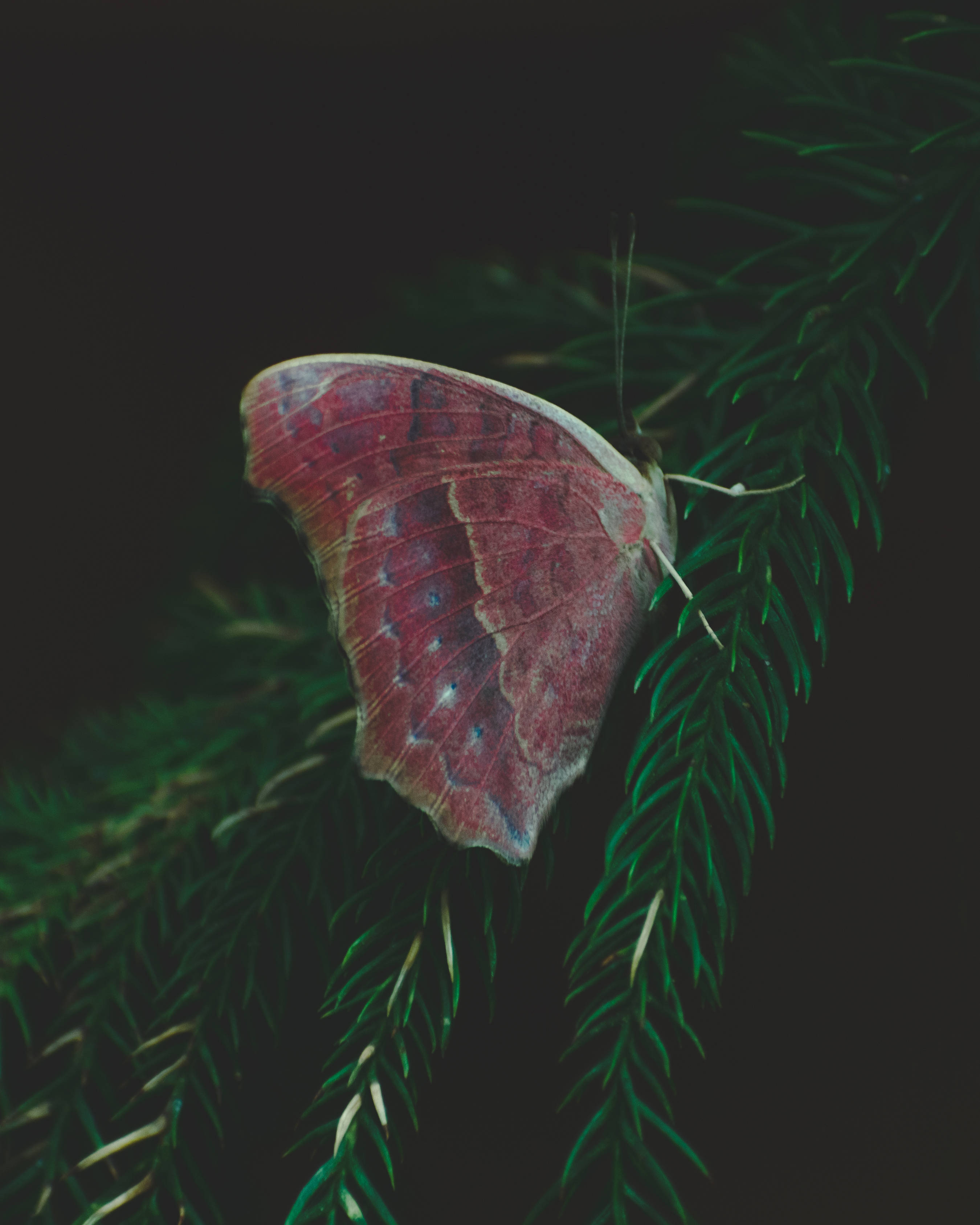 Aesthetic Butterfly, pine tree, reddish-brown butterfly, 2K Phone Wallpaper