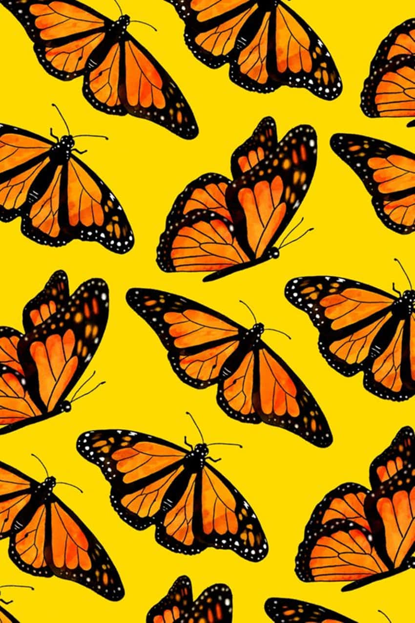 monarch butterflies, orange, black veins, SD Phone Wallpaper