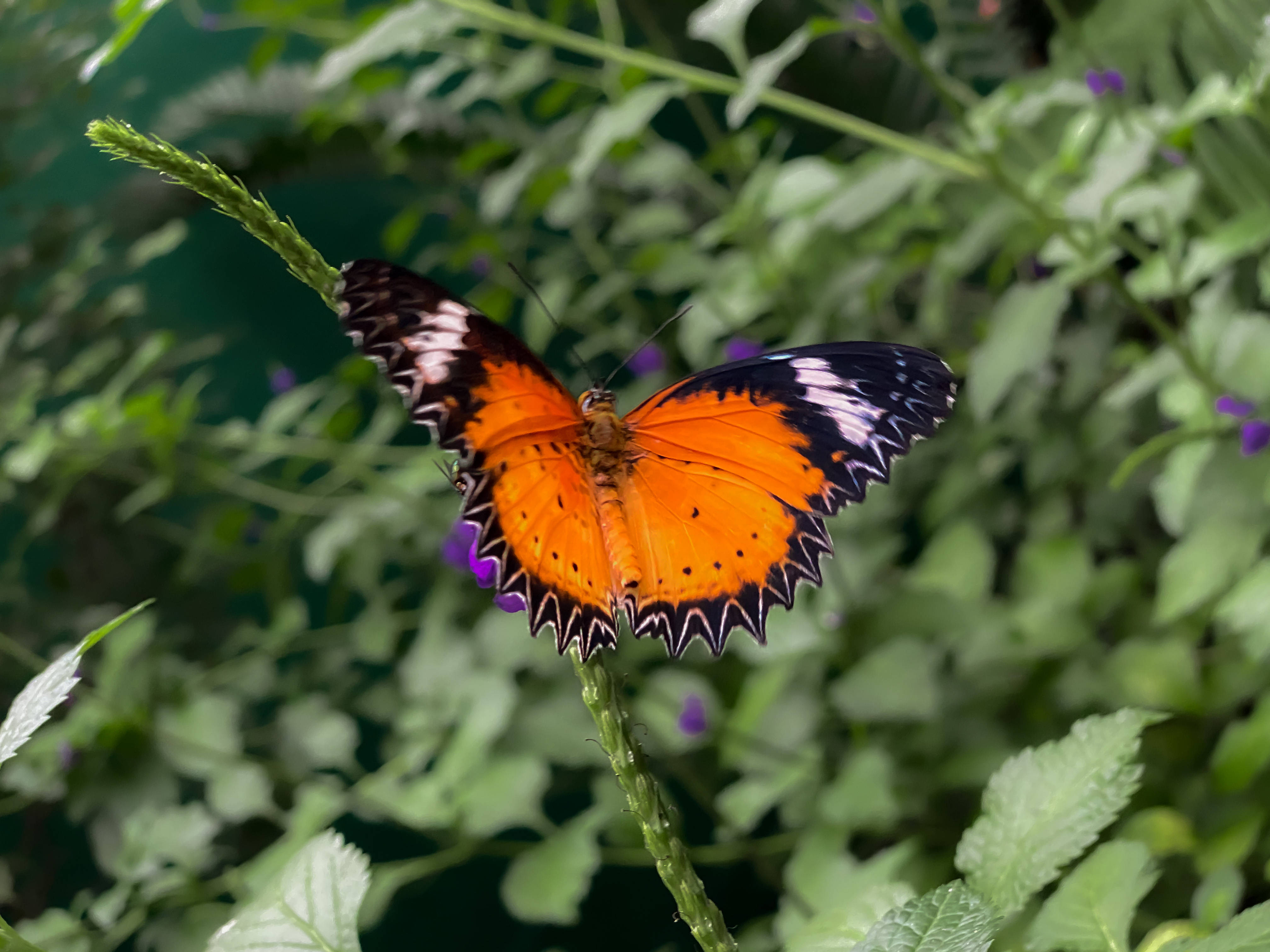Aesthetic Butterfly, garden, vibrant orange, 4K Desktop Wallpaper