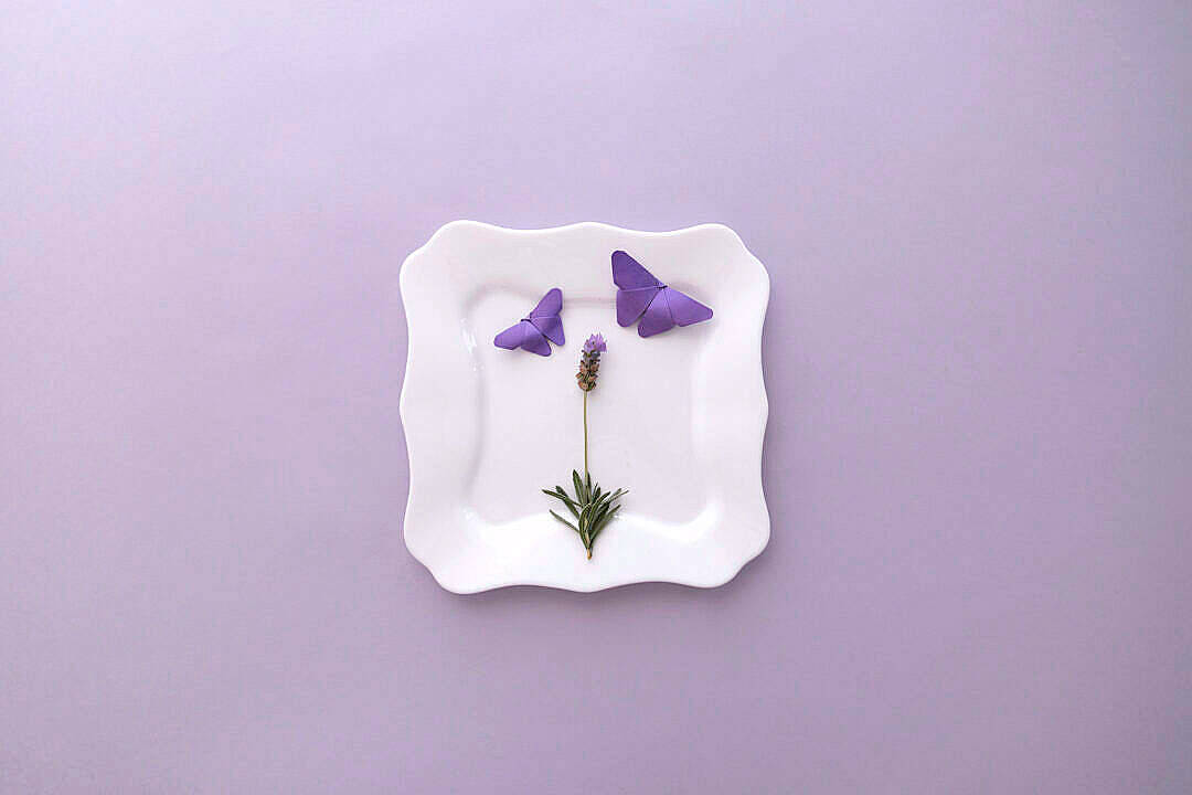 purple aesthetic butterfly, lavender, white plate, SD Desktop Wallpaper