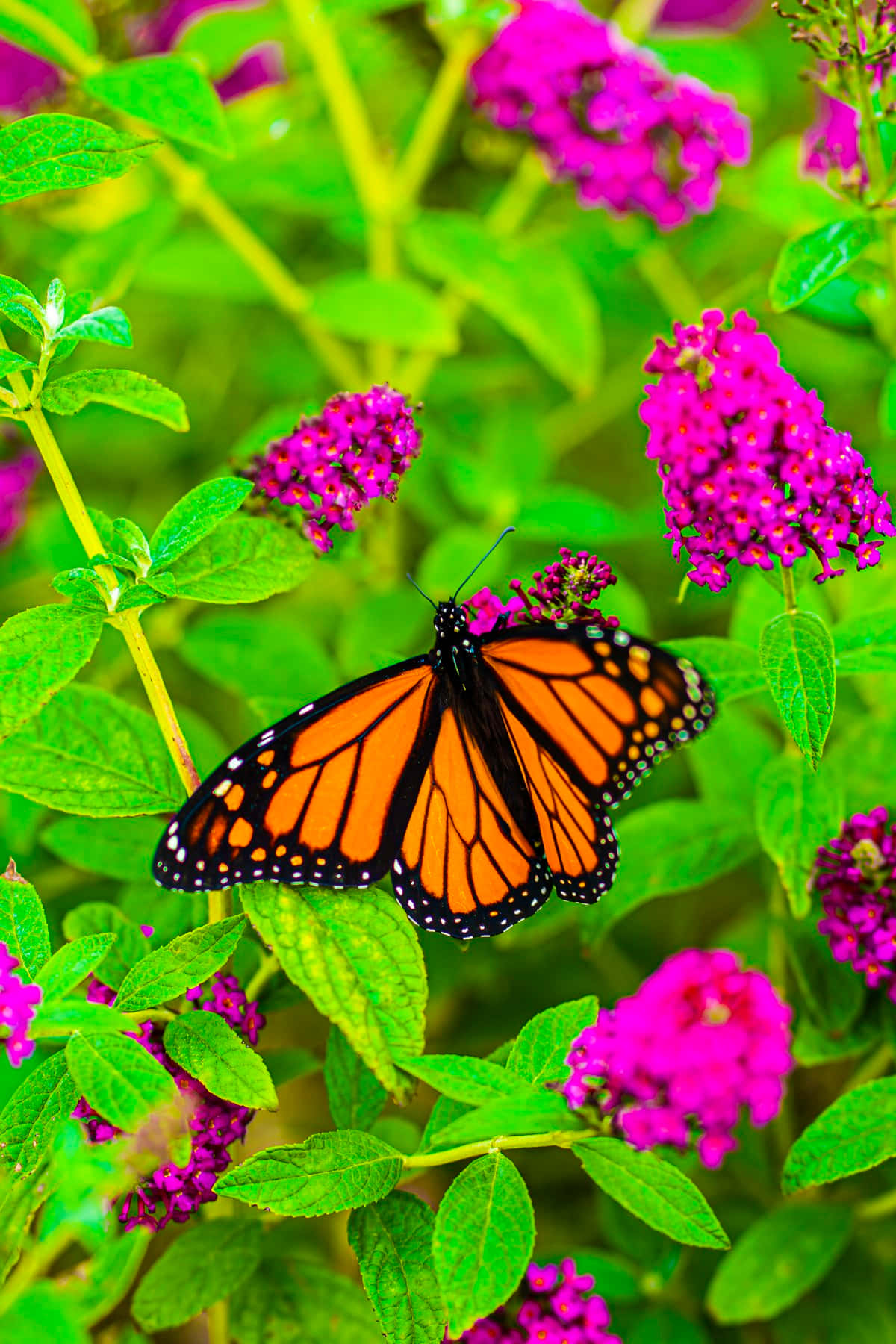 monarch butterfly, orange and black wings, bright pink flowers, HD Phone Wallpaper