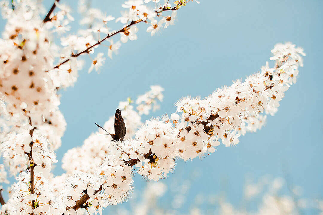 Aesthetic Butterfly, tree, branch, SD Desktop Wallpaper