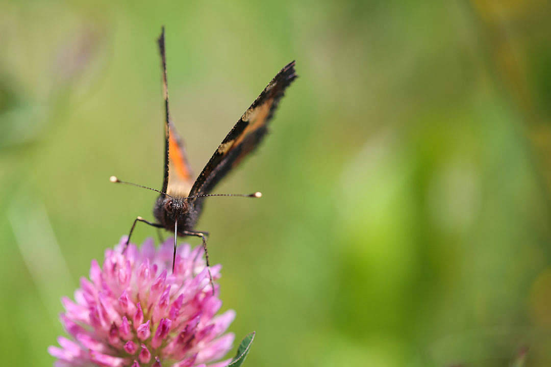 Aesthetic Butterfly, orange and black wings, vibrant pink clover blossom, SD Desktop Wallpaper