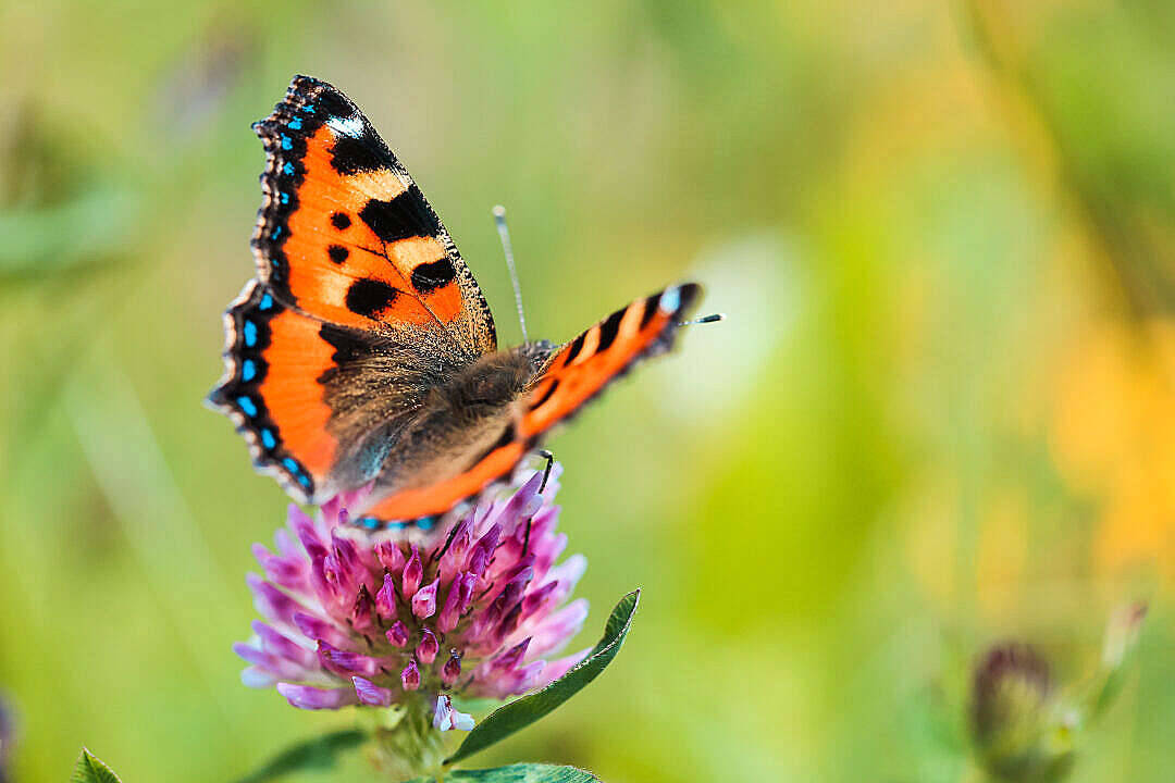 Aesthetic Butterfly, orange and black butterfly, purple clover blossom, SD Desktop Wallpaper