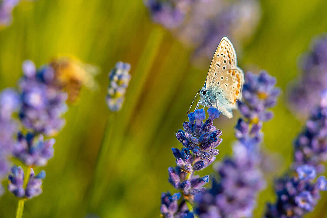 aesthetic butterfly, blue butterfly, purple lavender flower, SD Desktop Wallpaper