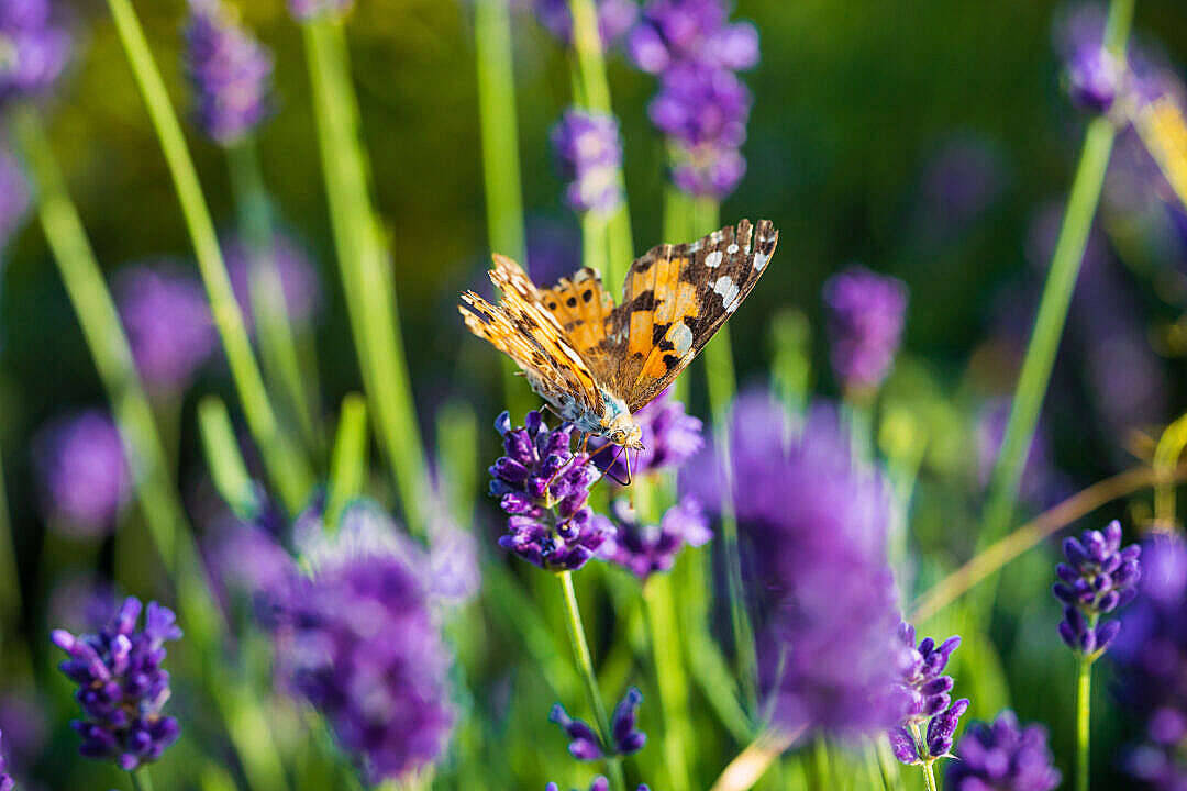 Aesthetic Butterfly, lavender fields, vibrant orange and black butterfly, SD Desktop Wallpaper