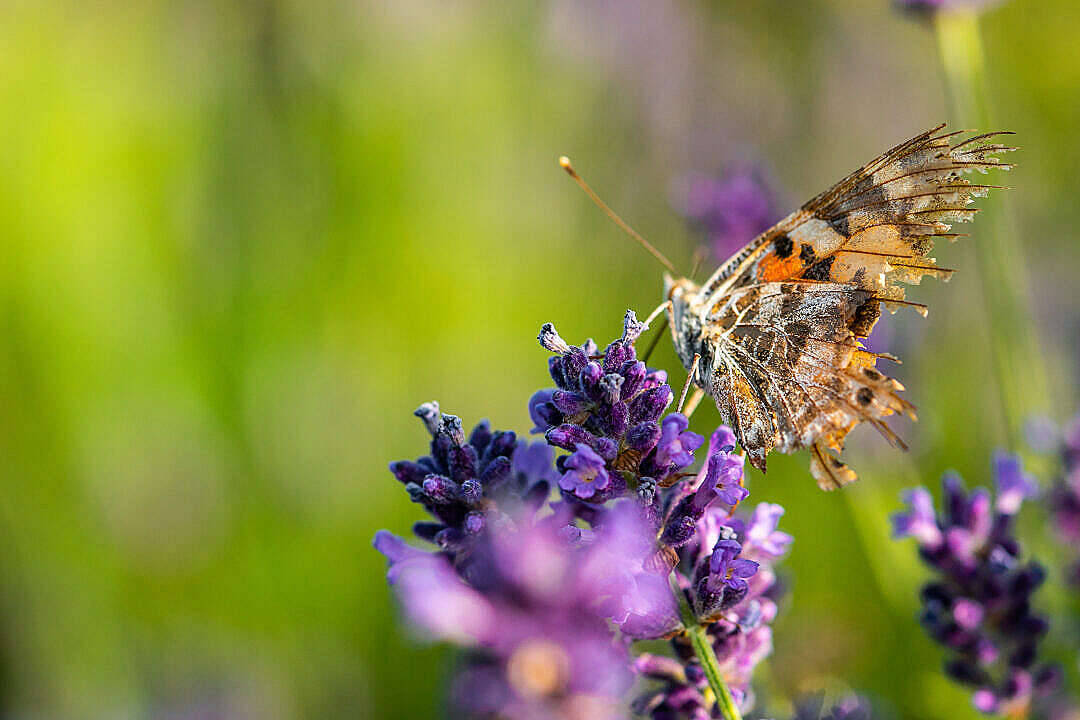 Aesthetic Butterfly, orange and brown wings, vibrant purple lavender flower, SD Desktop Wallpaper