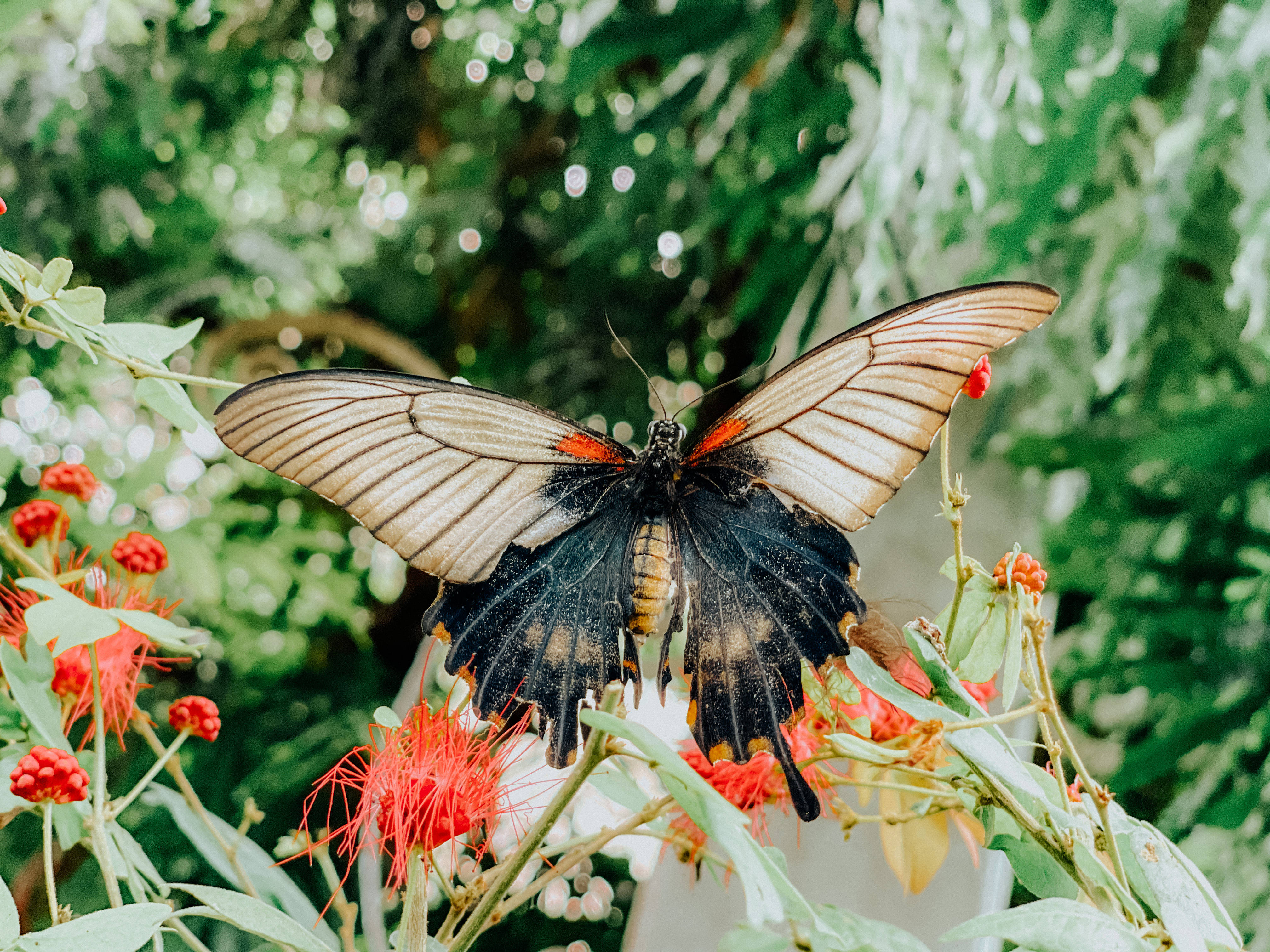huge aesthetic butterfly, black and orange butterfly, bright red flowers, 4K Desktop Wallpaper