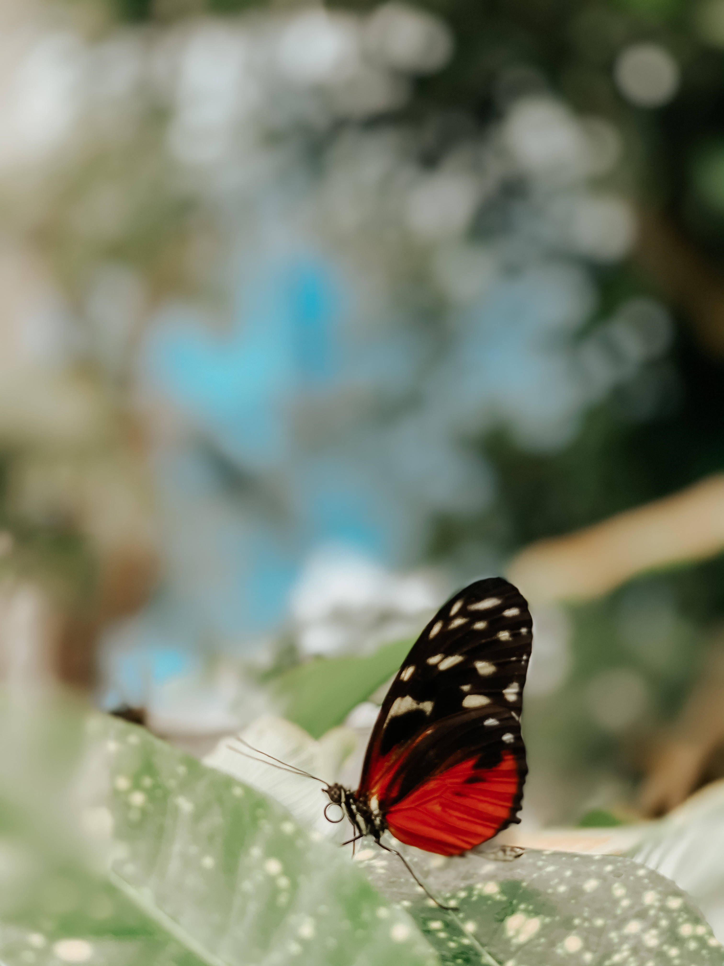 vibrant red and black butterfly, white spots, speckled green leaf, 4K Phone Wallpaper