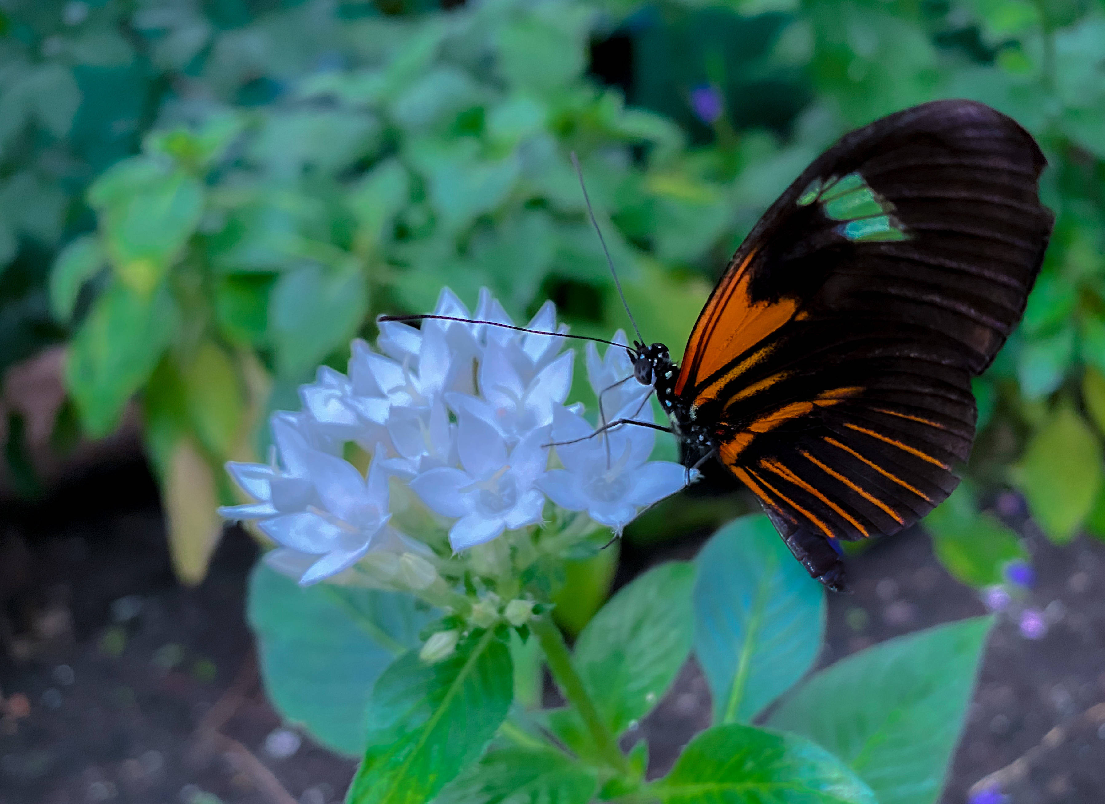 black orange and green butterfly, white star-shaped flowers, lush green foliage, 2K Desktop Wallpaper