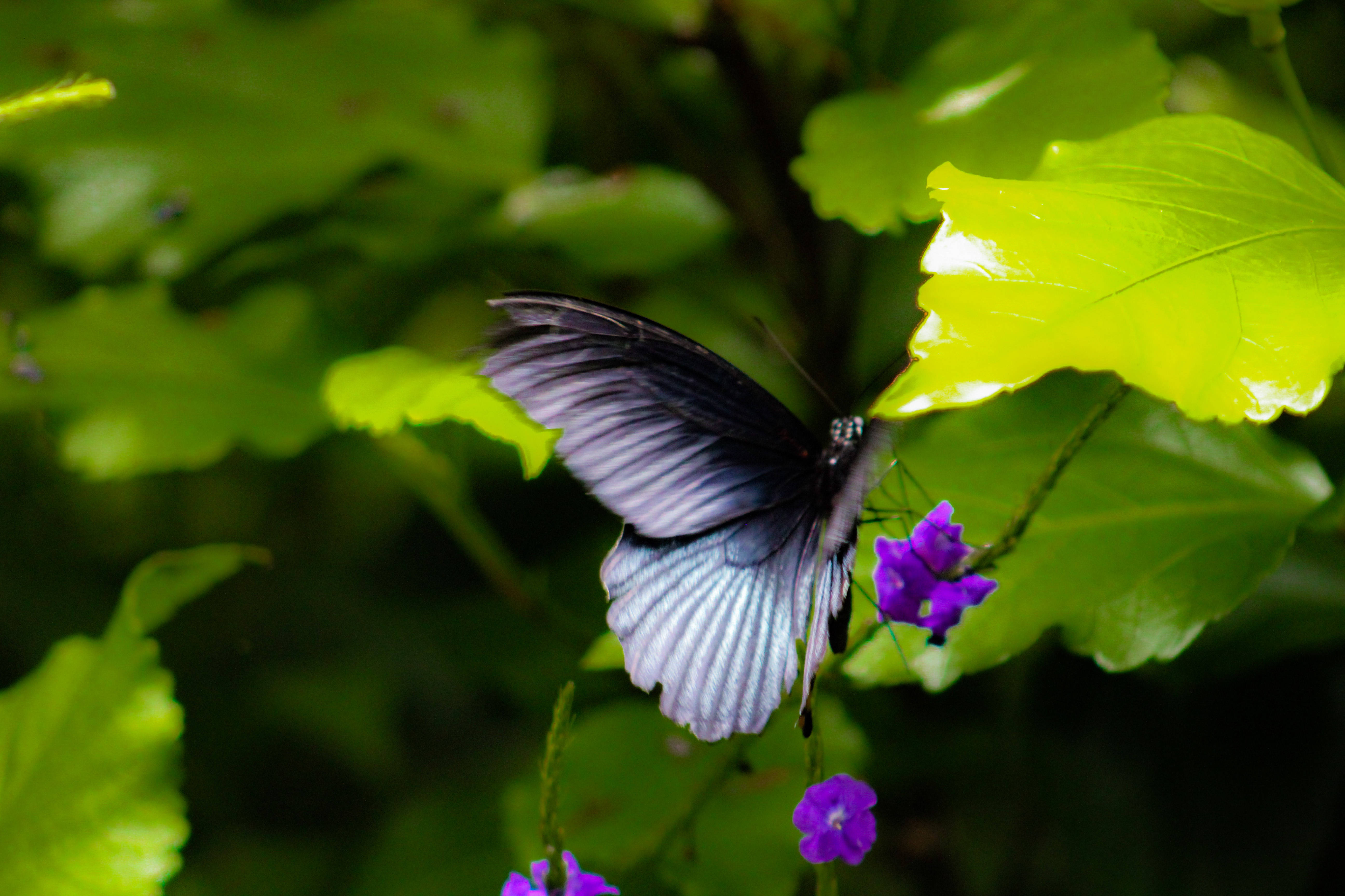 Aesthetic Butterfly, black and blue butterfly, iridescent wings, 5K Desktop Wallpaper