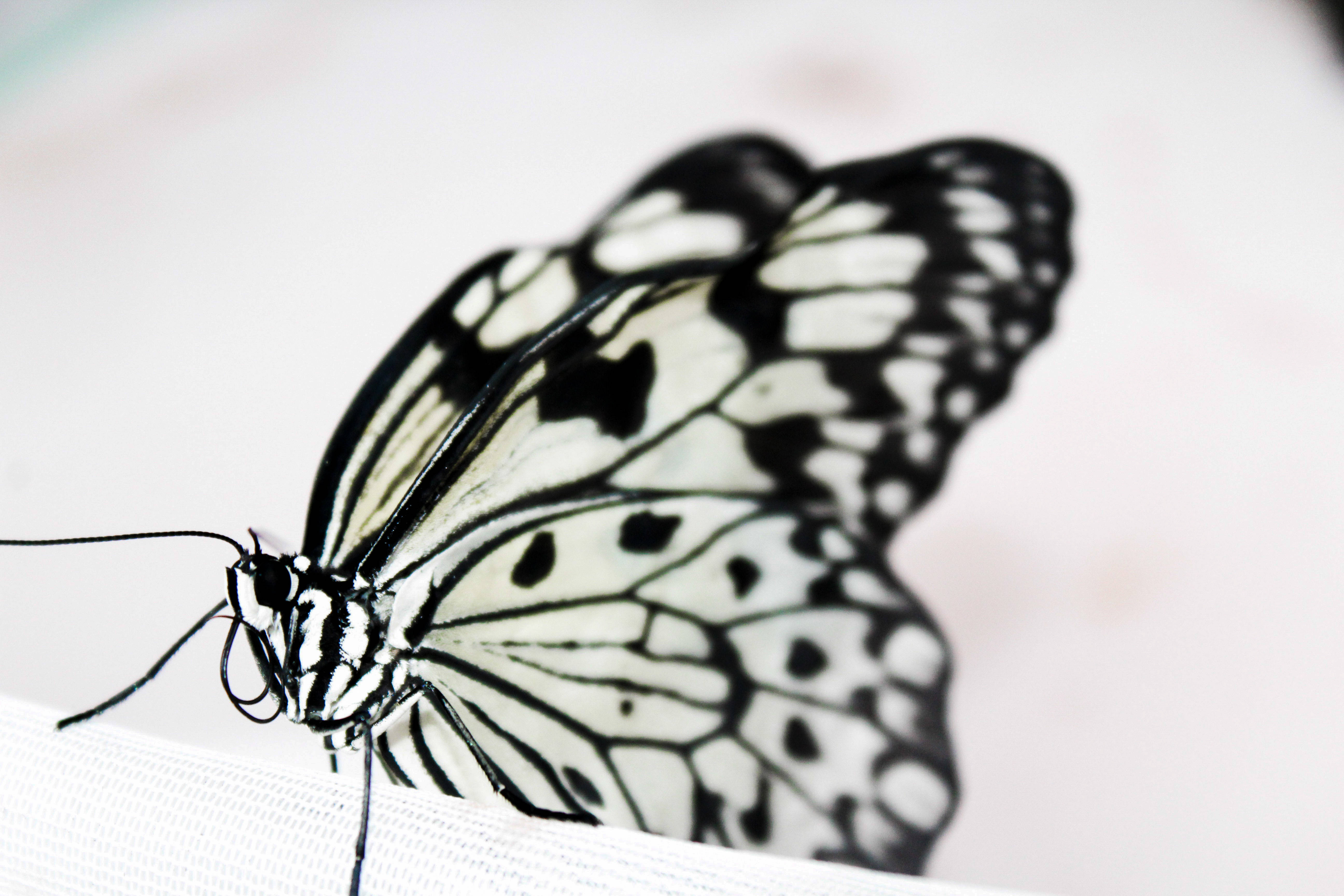 aesthetic butterfly, black and white butterfly, intricate wing patterns, 5K Desktop Wallpaper