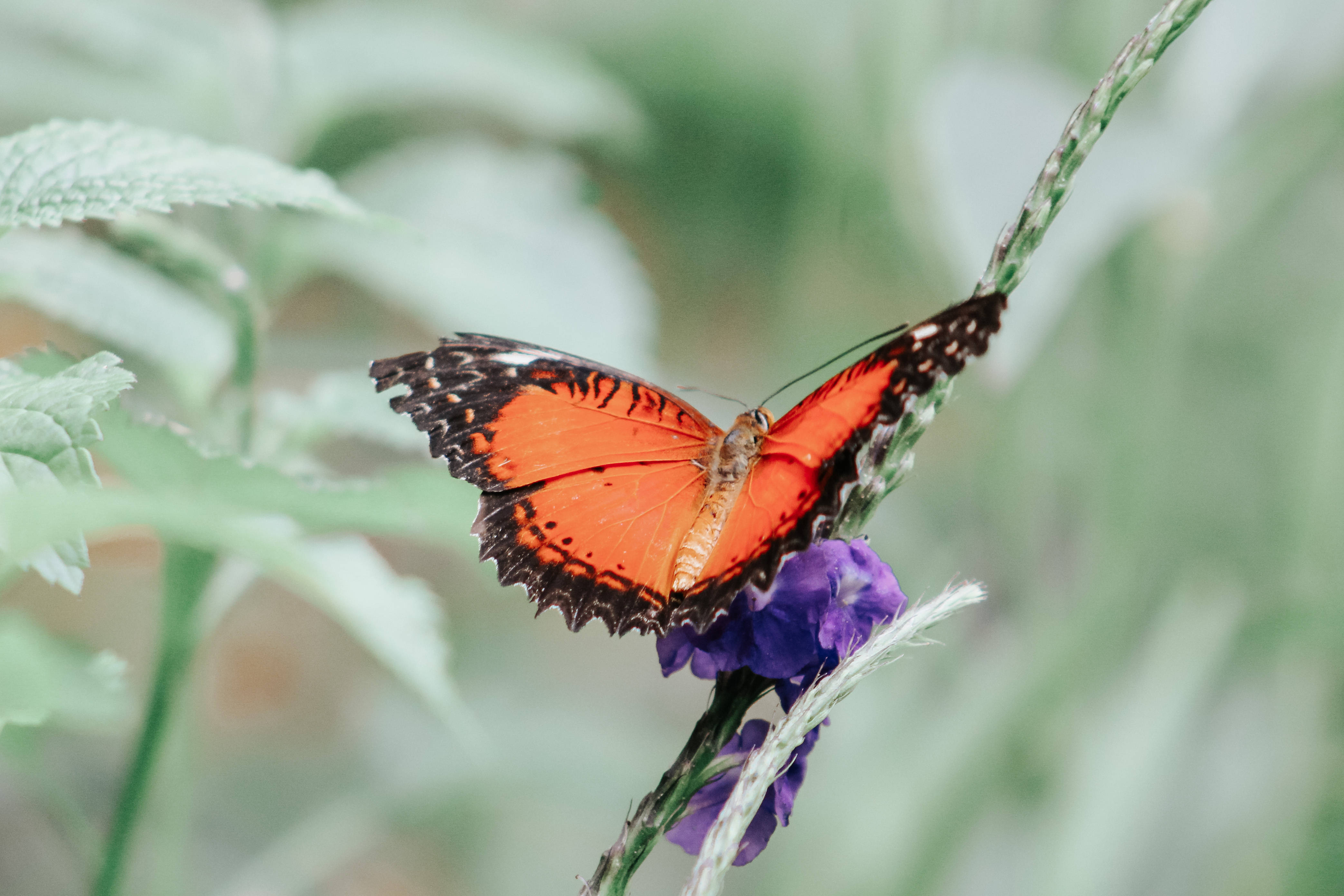 orange aesthetic butterfly, black-edged wings, purple flower, 4K Desktop Wallpaper