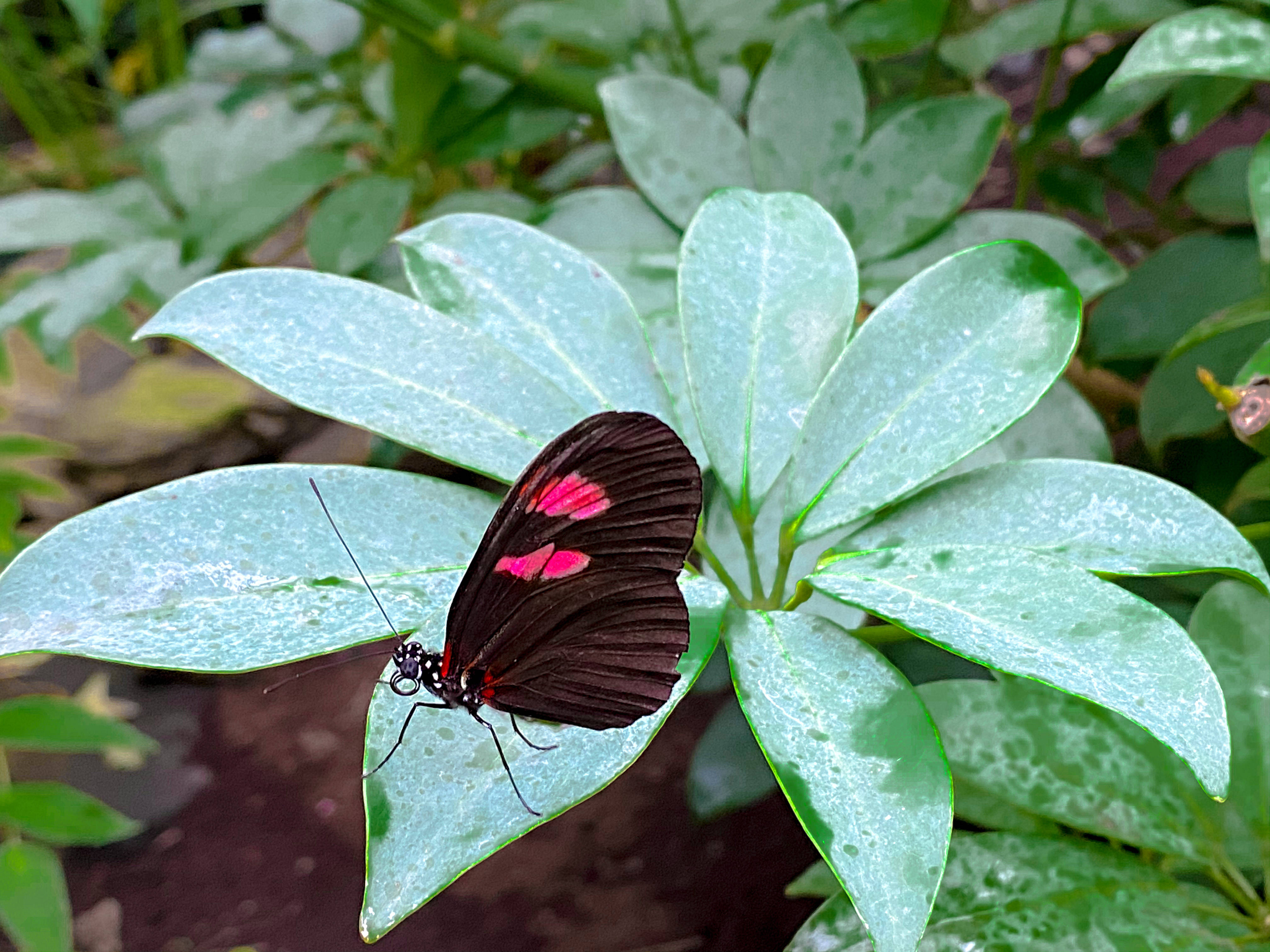 Postman Aesthetic Butterfly, black butterfly, vibrant pink spots, 4K Desktop Wallpaper