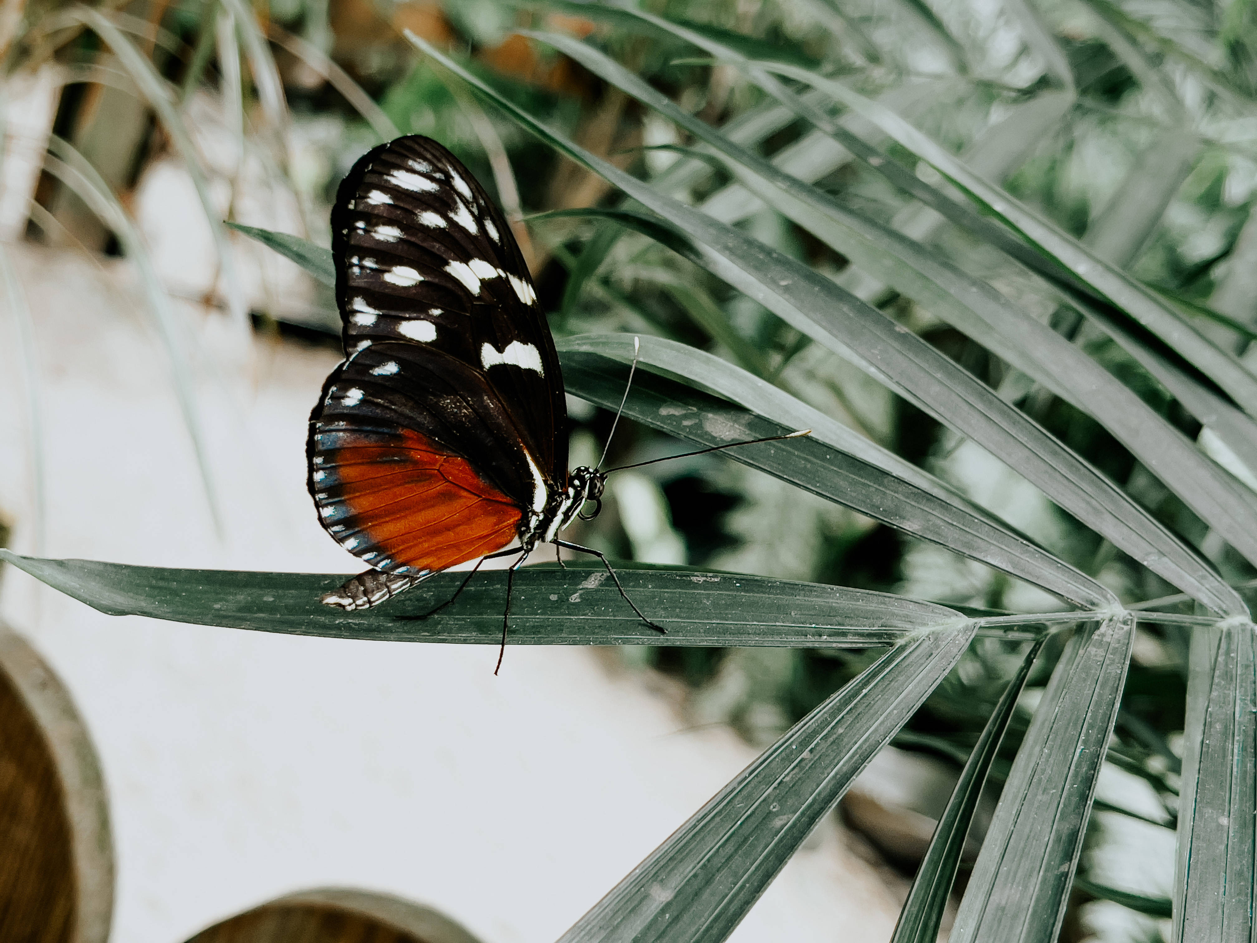 Costa Rican Species Aesthetic Butterfly, black white and orange, long green palm leaf, 4K Desktop Wallpaper