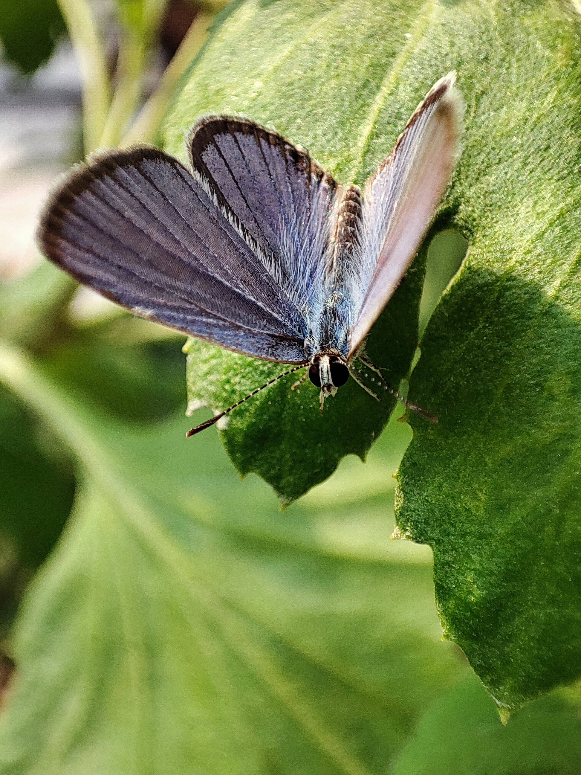 Short Tailed Aesthetic Butterfly, blue butterfly, grayish wings, 2K Phone Wallpaper
