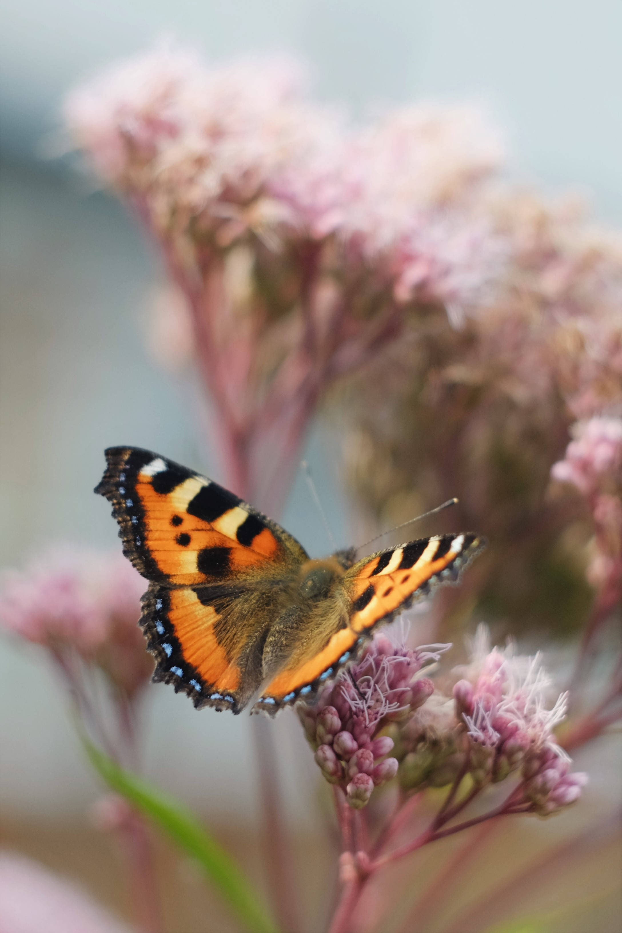Small Tortoiseshell, tortoiseshell butterfly, orange black and white wings, 2K Phone Wallpaper