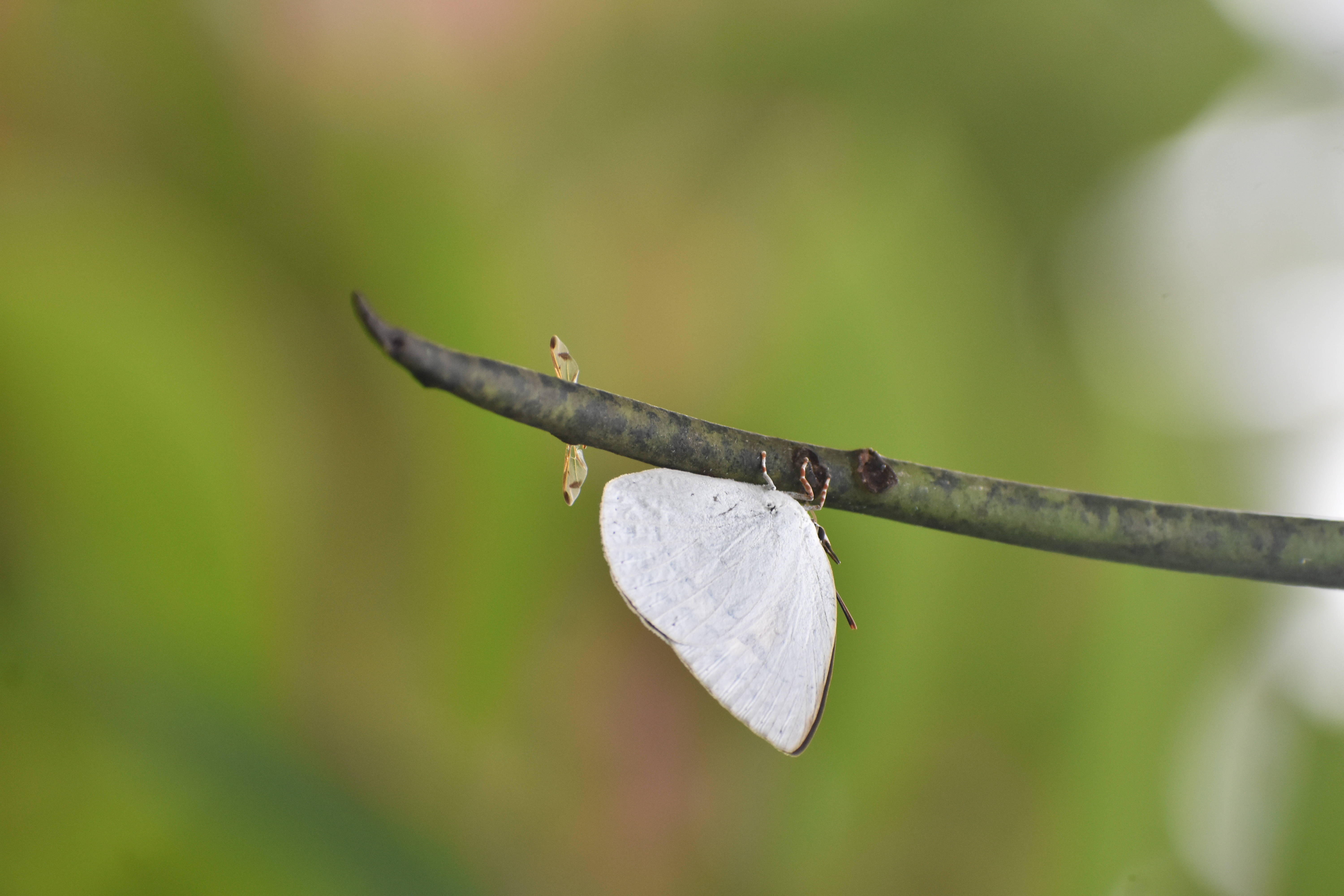 white butterfly, slender dark branch, soft green blurred background, 5K Desktop Wallpaper