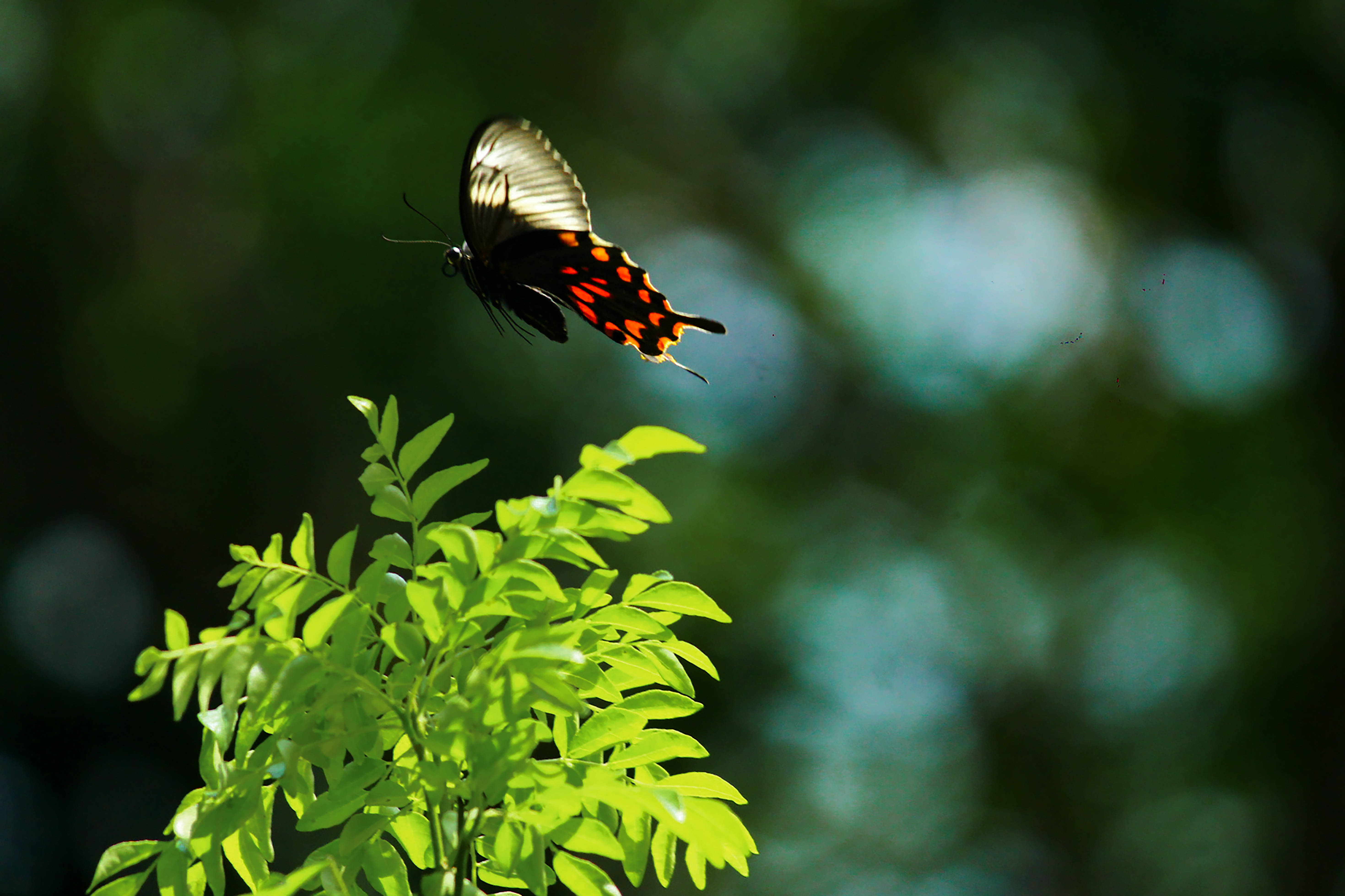 Aesthetic Butterfly, black and orange butterfly, vibrant green foliage, 5K Desktop Wallpaper