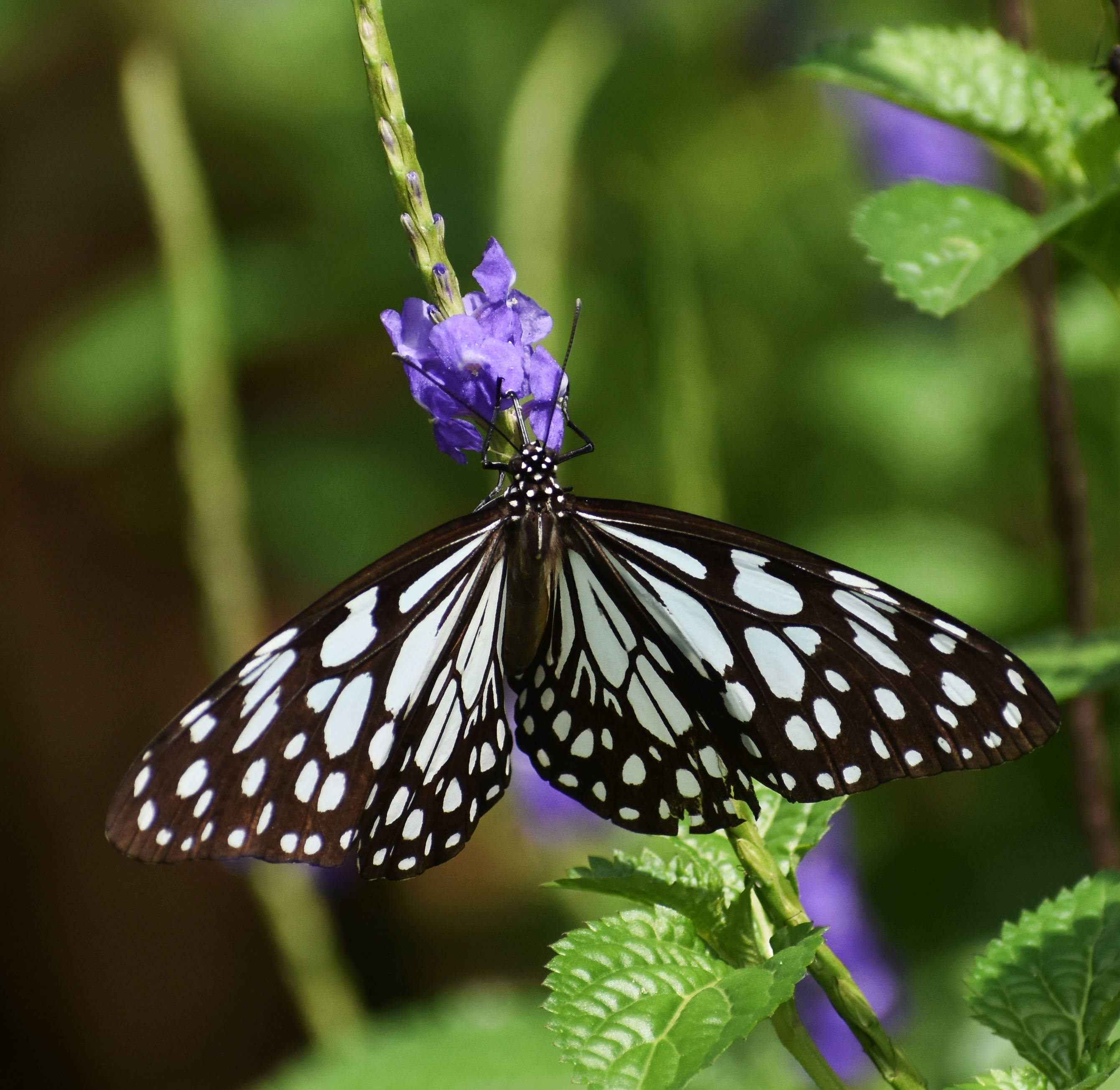 Glassy Wing Aesthetic Butterfly, black and white butterfly, spotted wings, 2K Desktop Wallpaper