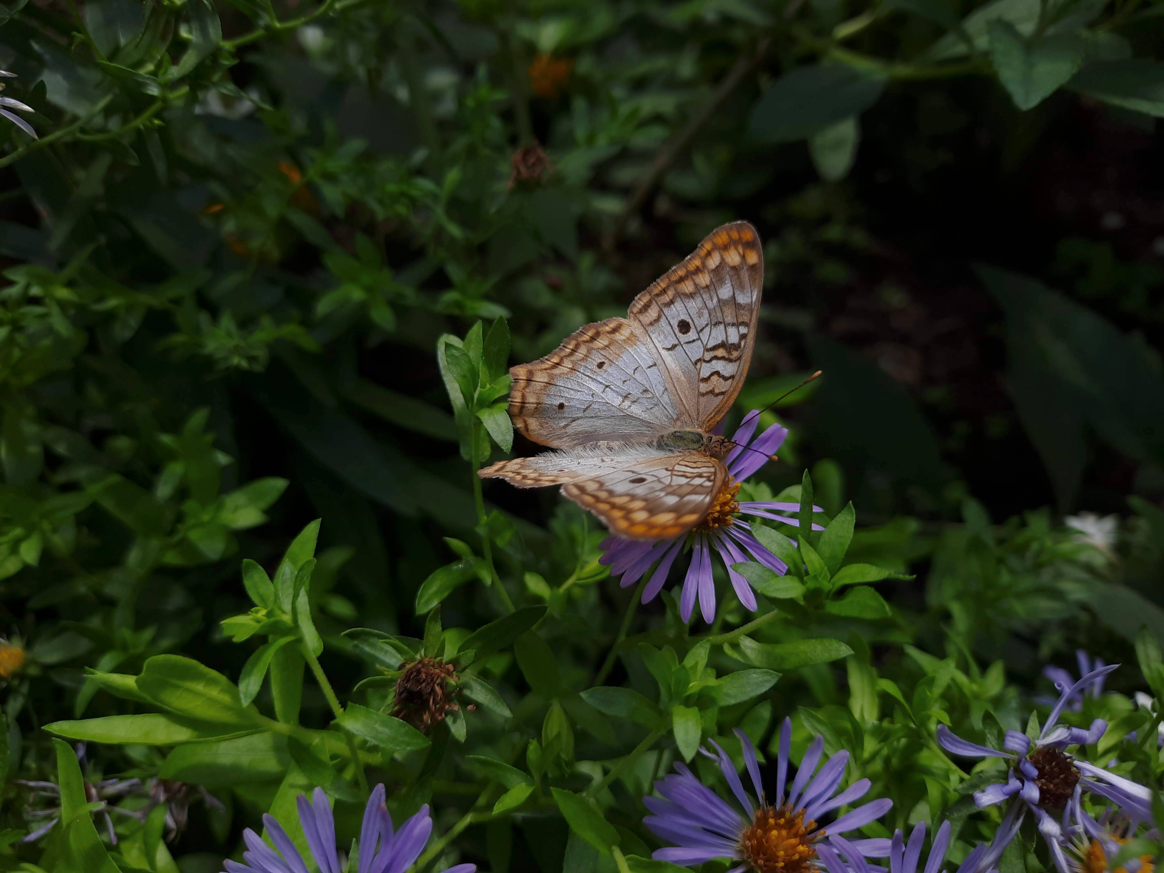peacock like aesthetic butterfly, orange and white butterfly, purple flower, 4K Desktop Wallpaper