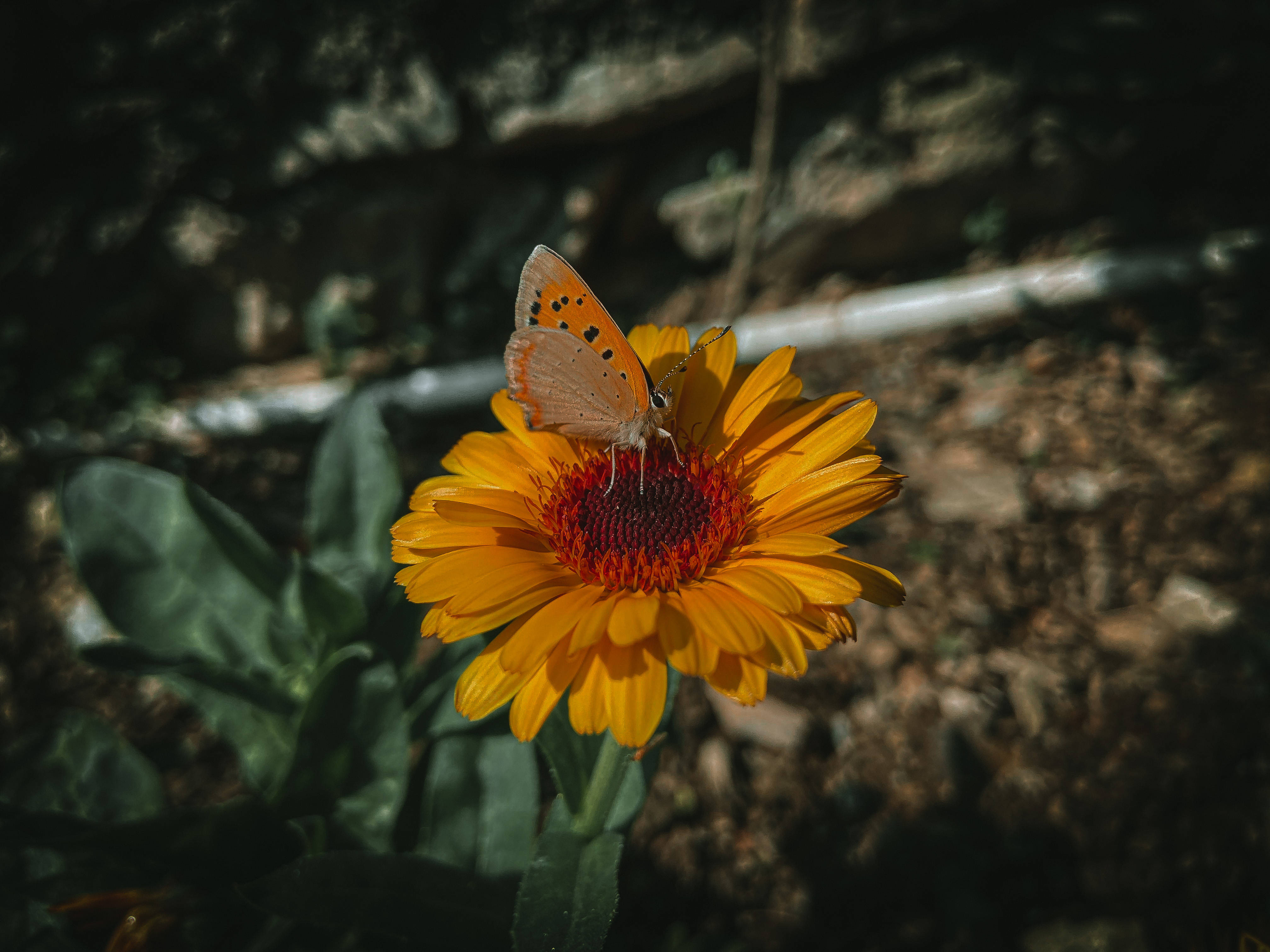 Aesthetic Butterfly, orange butterfly, vibrant yellow flower, 4K Desktop Wallpaper
