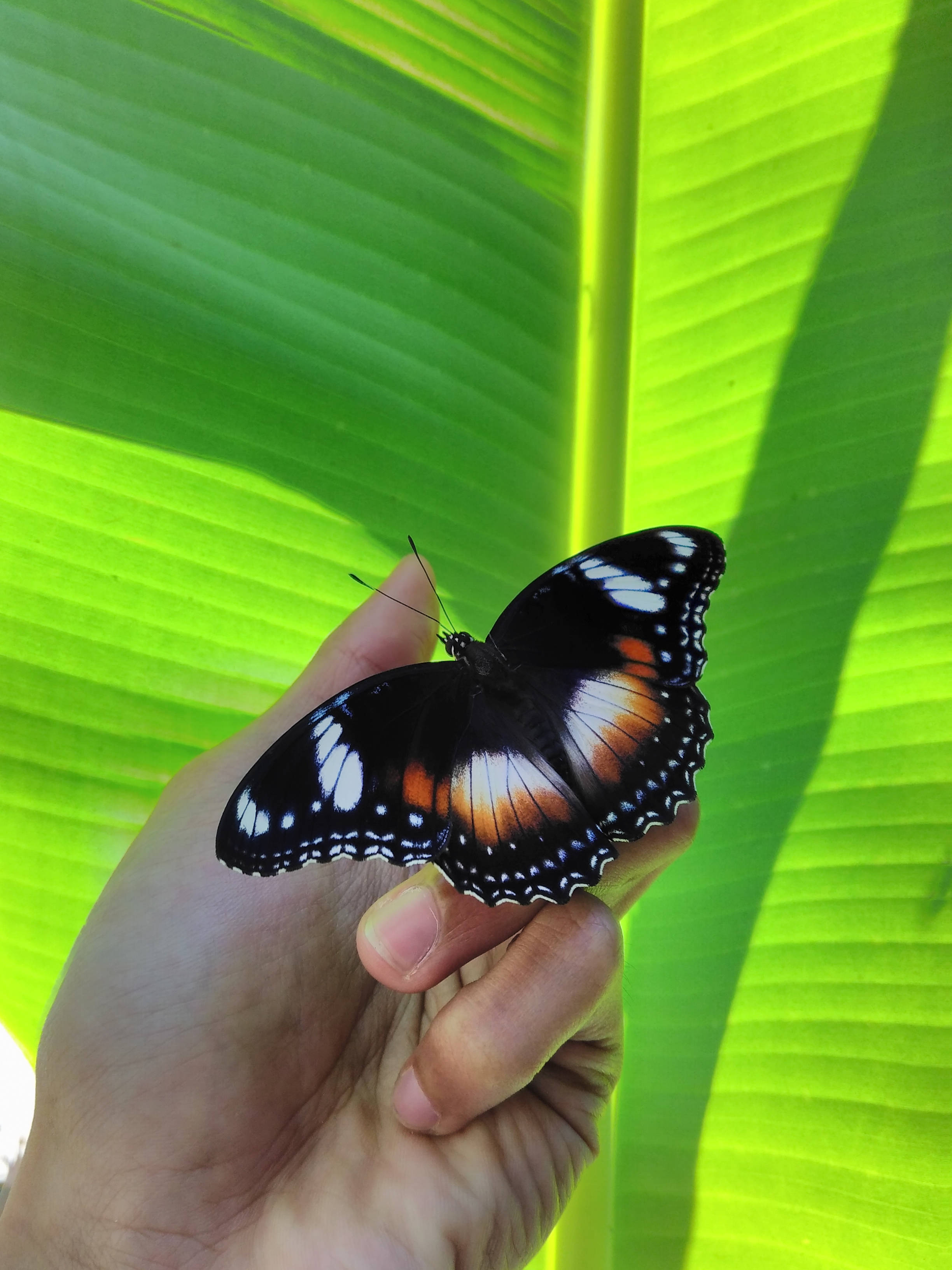 Aesthetic Butterfly, palm hand, black orange and white butterfly, 2K Phone Wallpaper