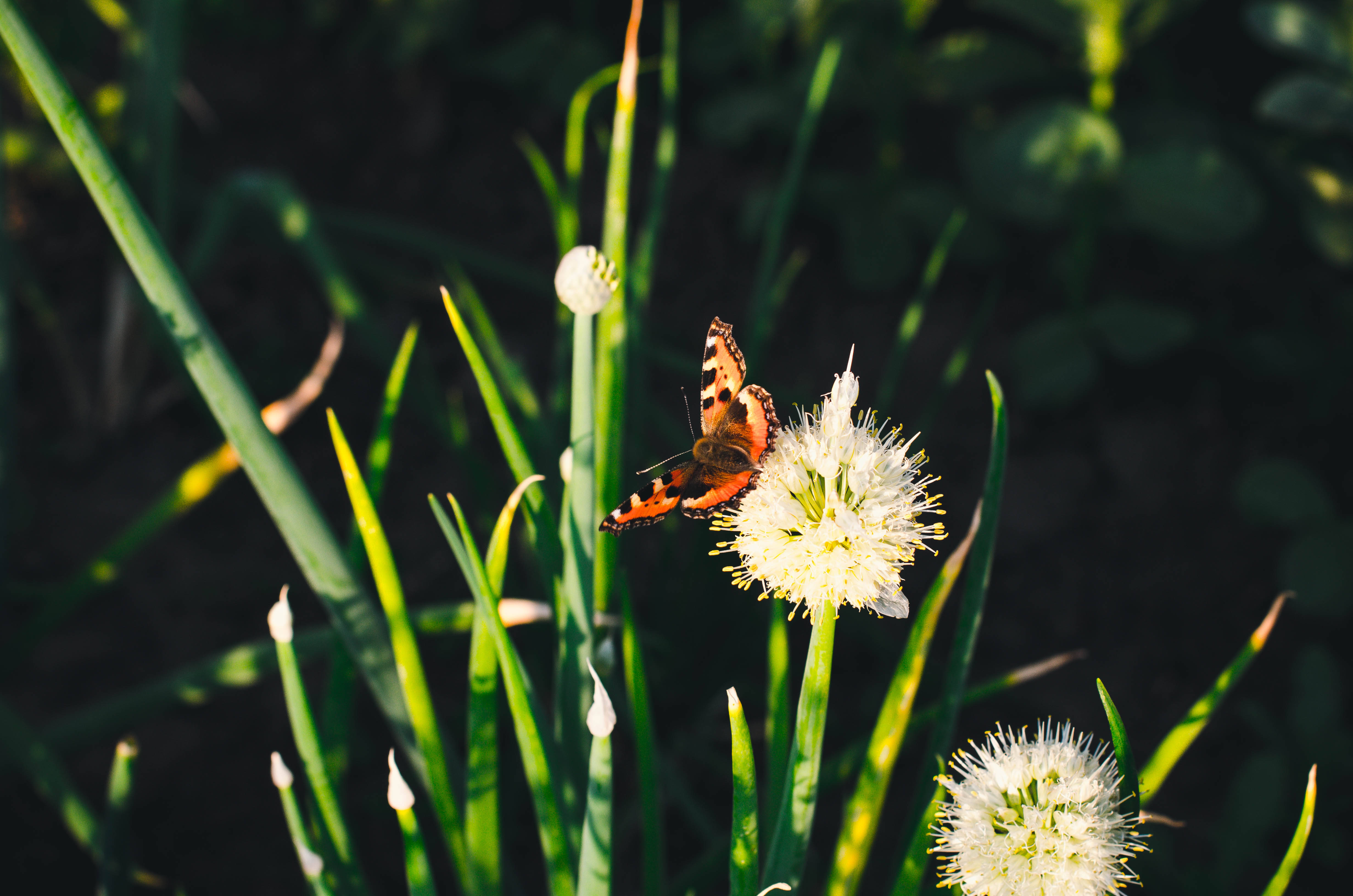Aesthetic Butterfly, dandelion, vibrant orange butterfly, 4K Desktop Wallpaper