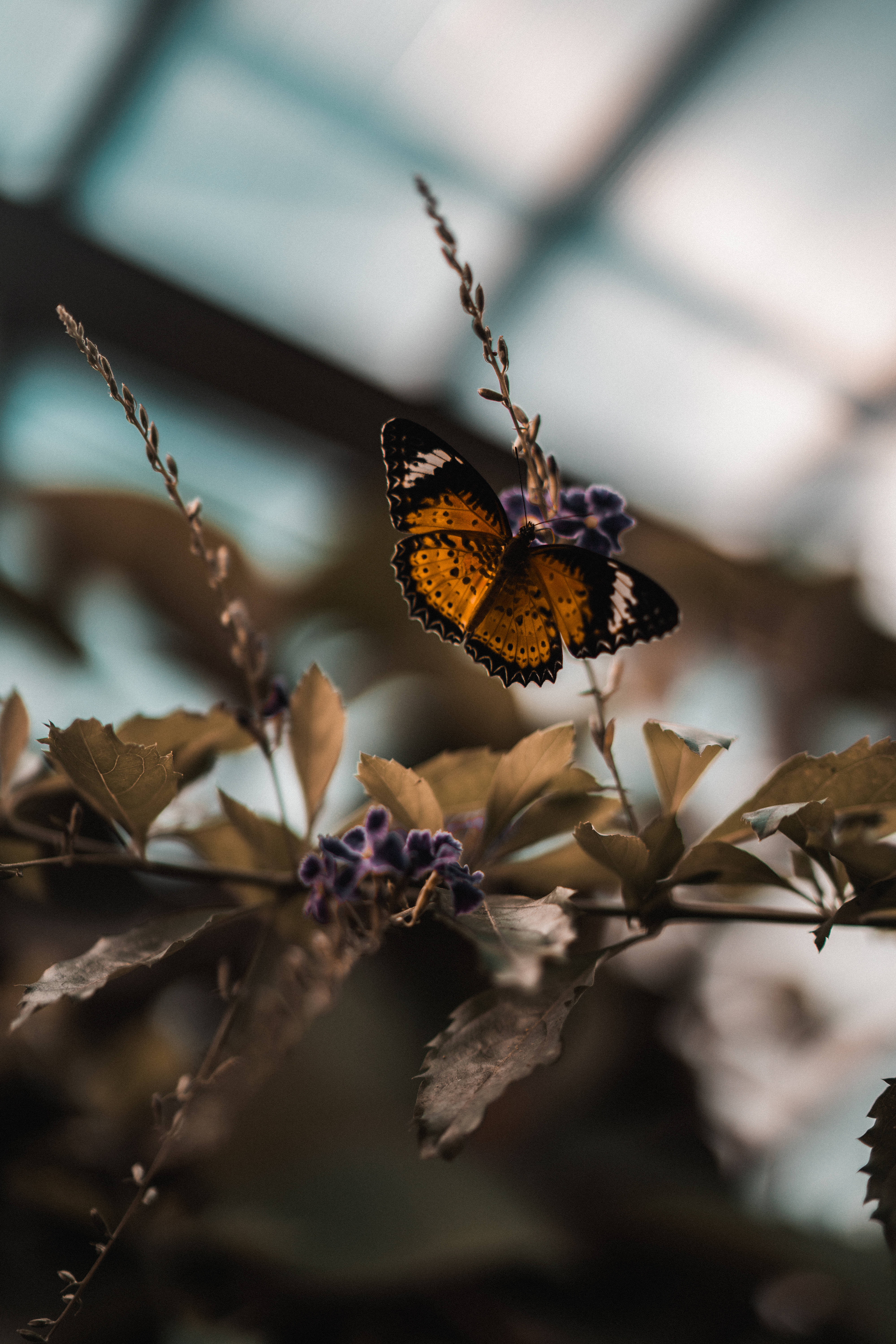 Aesthetic Butterfly, purple flower, vibrant orange and black butterfly, 5K Phone Wallpaper