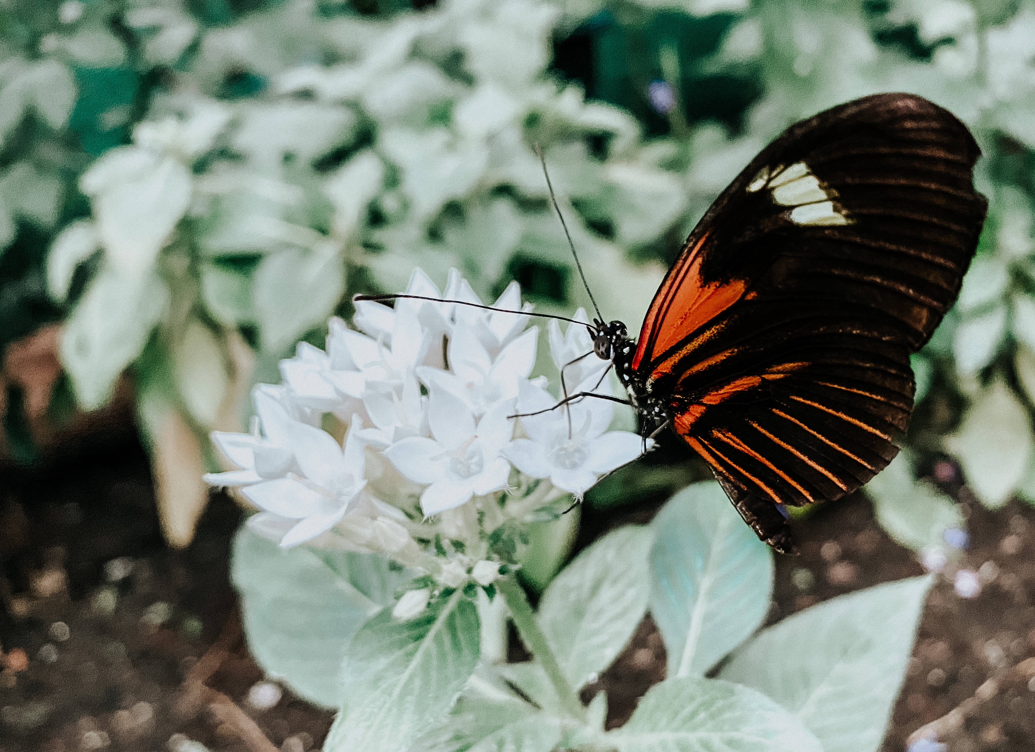 black and orange butterfly, white flowers, soft green foliage, 2K Desktop Wallpaper
