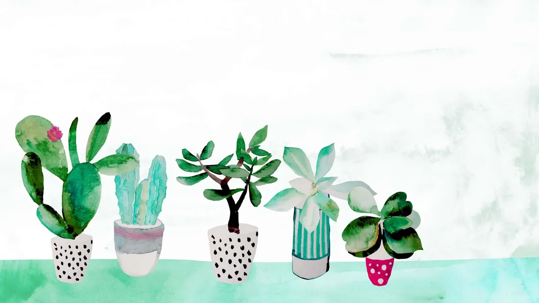Aesthetic Cactus
