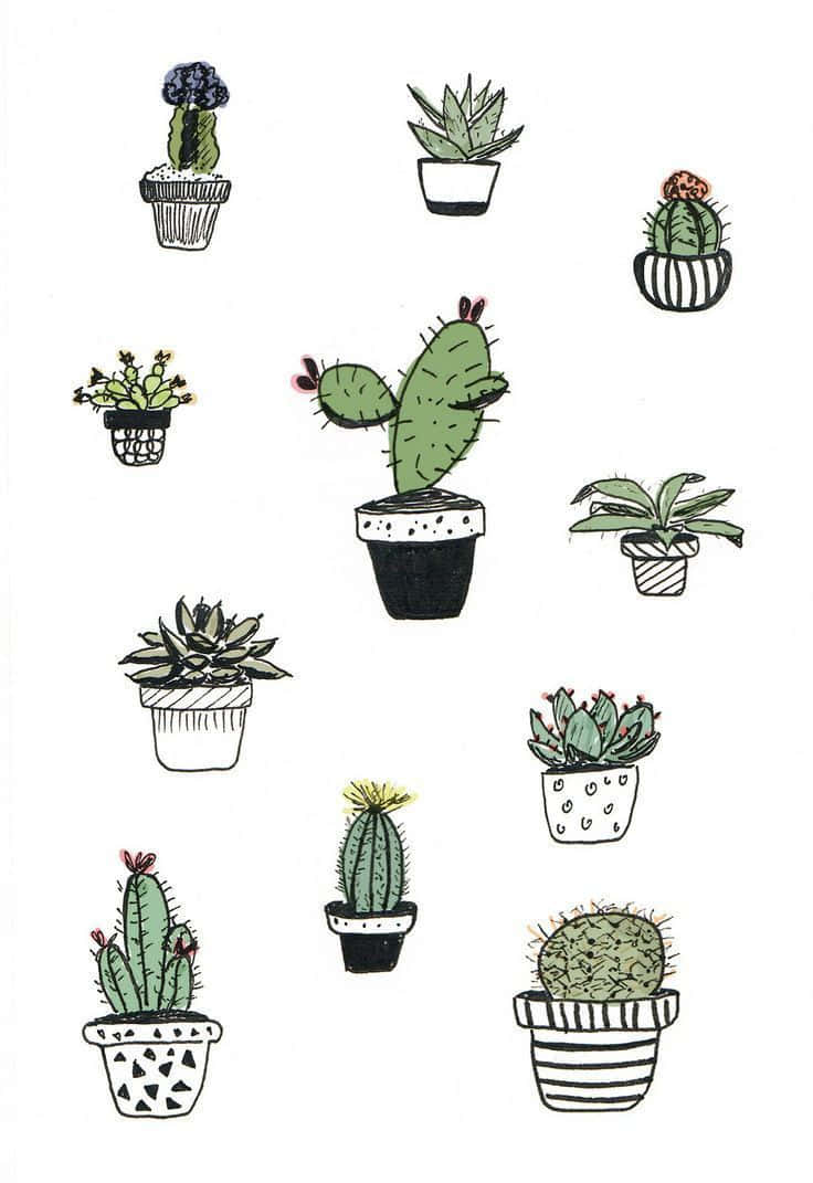 Aesthetic Cactus, hand-drawn potted cacti, succulents, SD Phone Wallpaper
