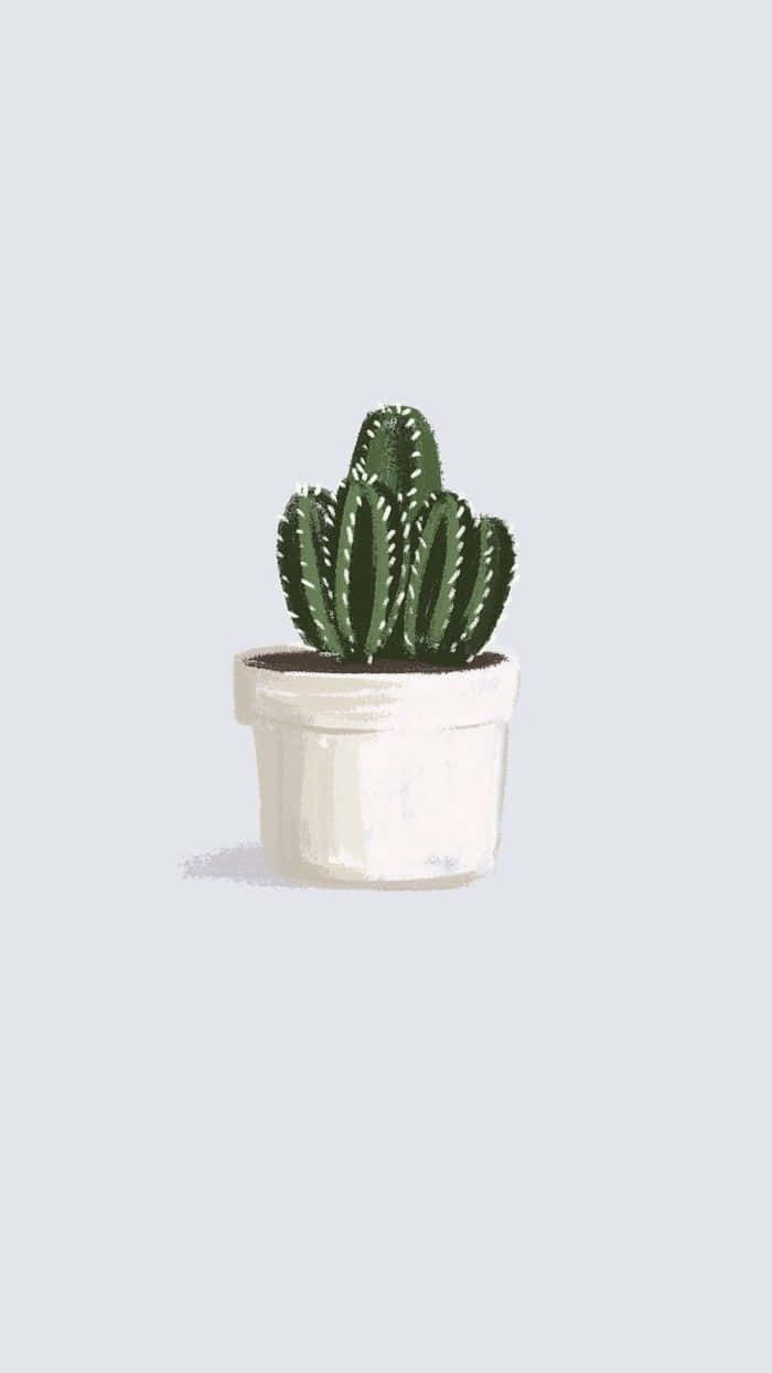 aesthetic cactus, green cactus, white spines, SD Phone Wallpaper