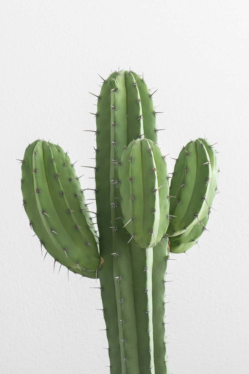 Aesthetic Cactus, vibrant green, sharp spines, HD Phone Wallpaper