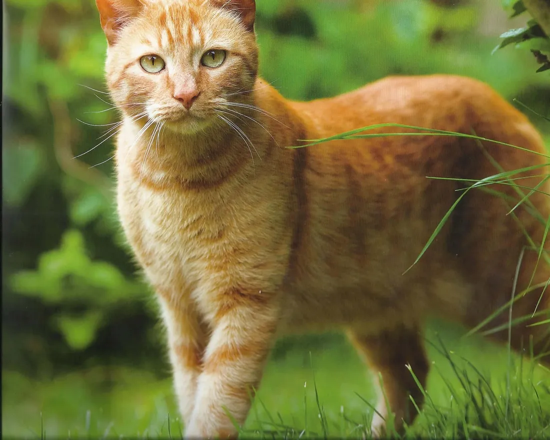 Aesthetic Cat