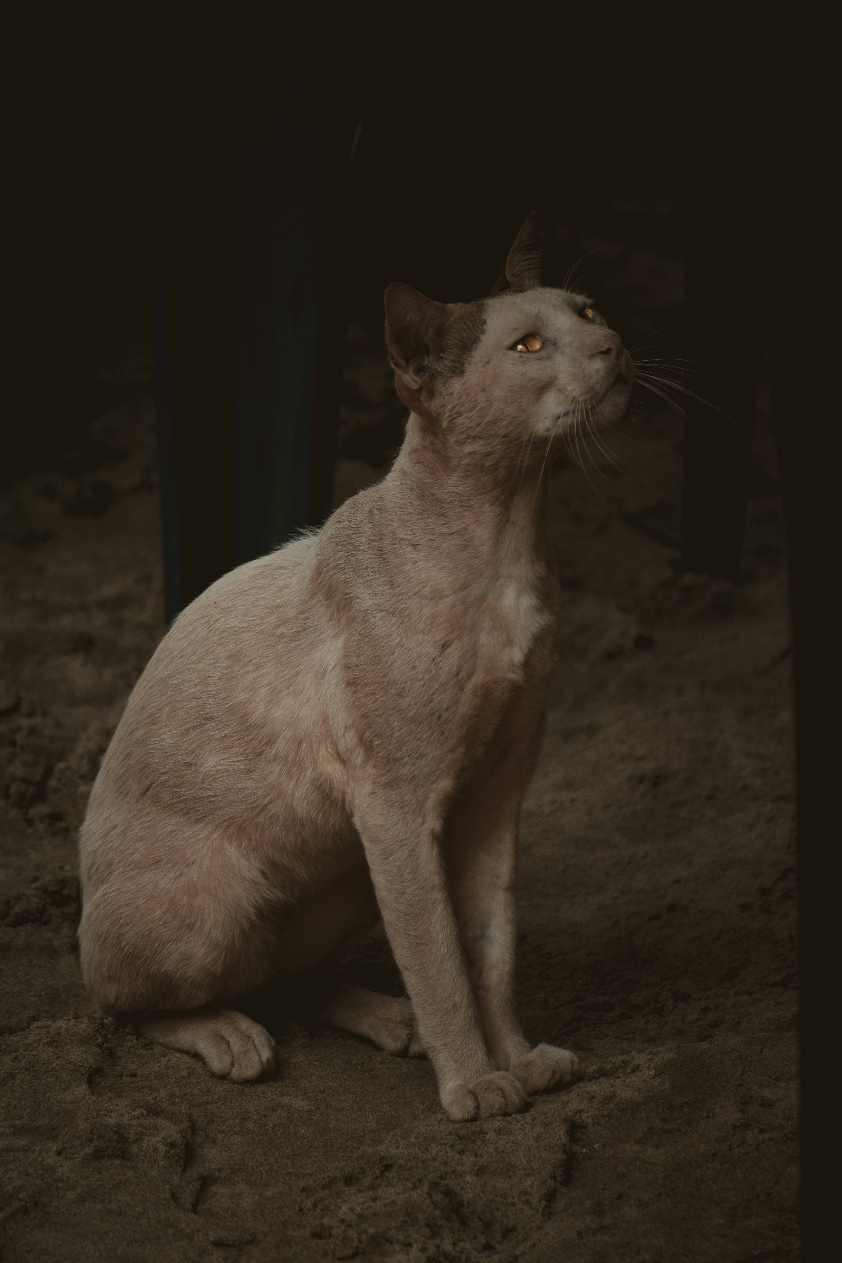 aesthetic cat, pale gray cat, sandy ground, 5K Phone Wallpaper