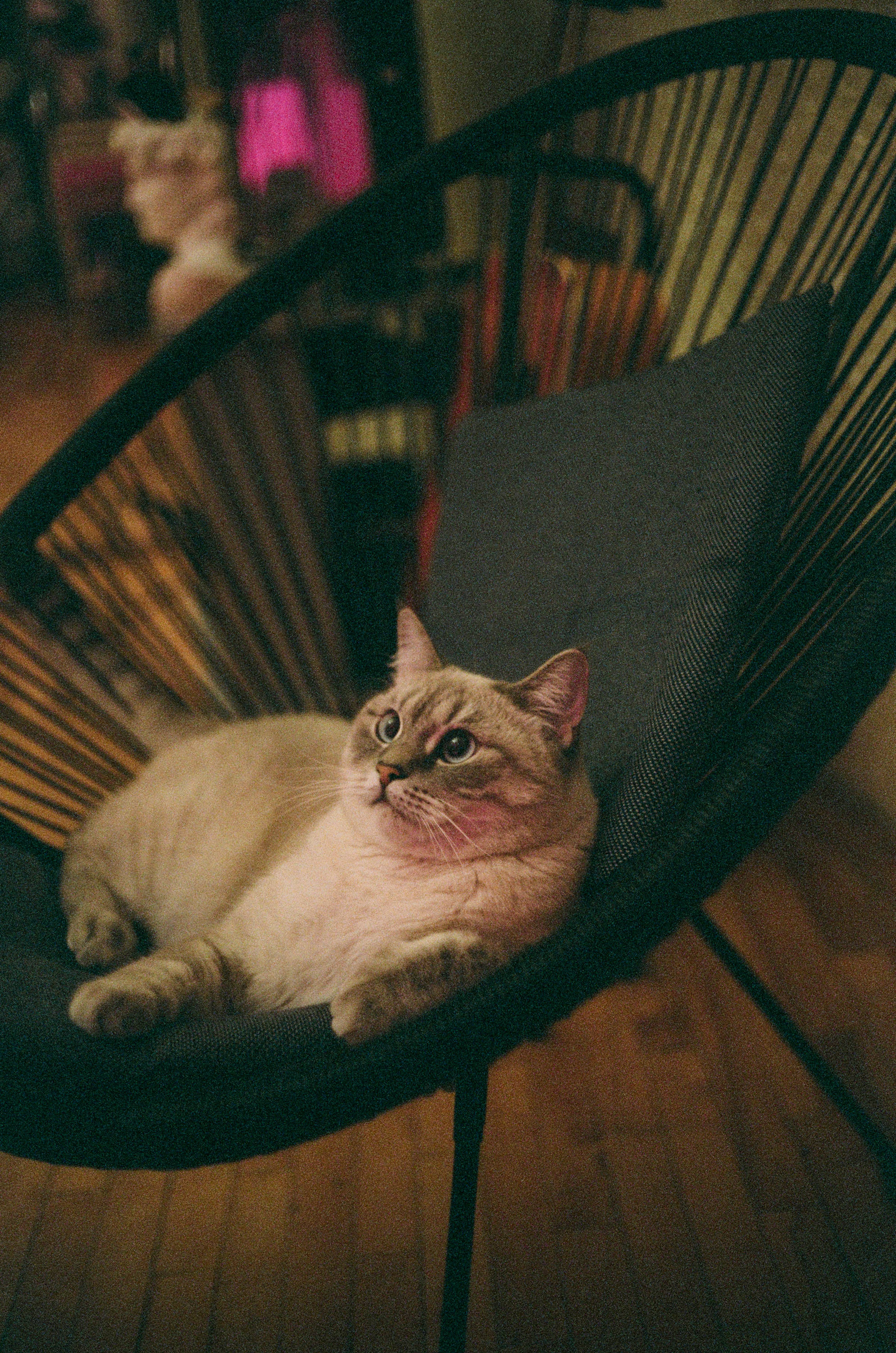 cream cat, black woven chair, warm indoor lighting, 2K Phone Wallpaper