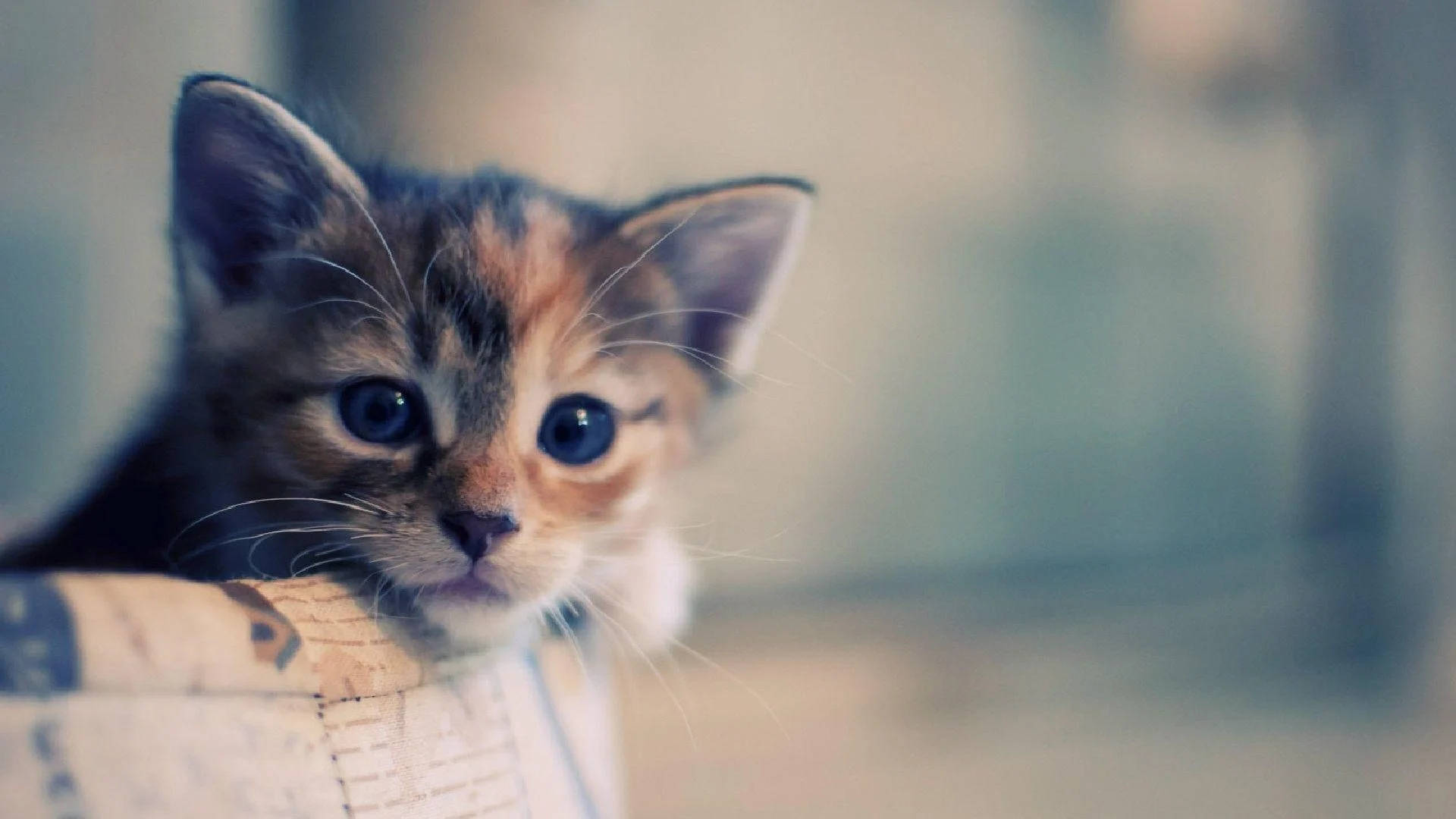 calico kitten, cardboard box, wide blue eyes, Full HD Desktop Wallpaper