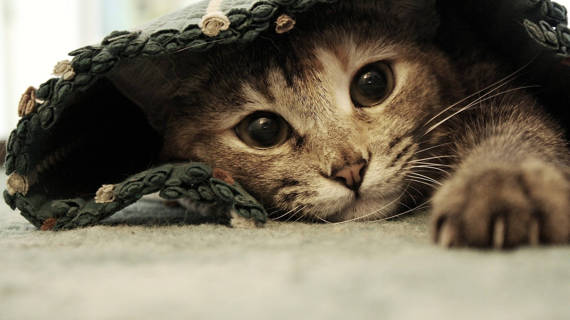 tabby cat, green crocheted blanket, curious eyes, Full HD Desktop Wallpaper