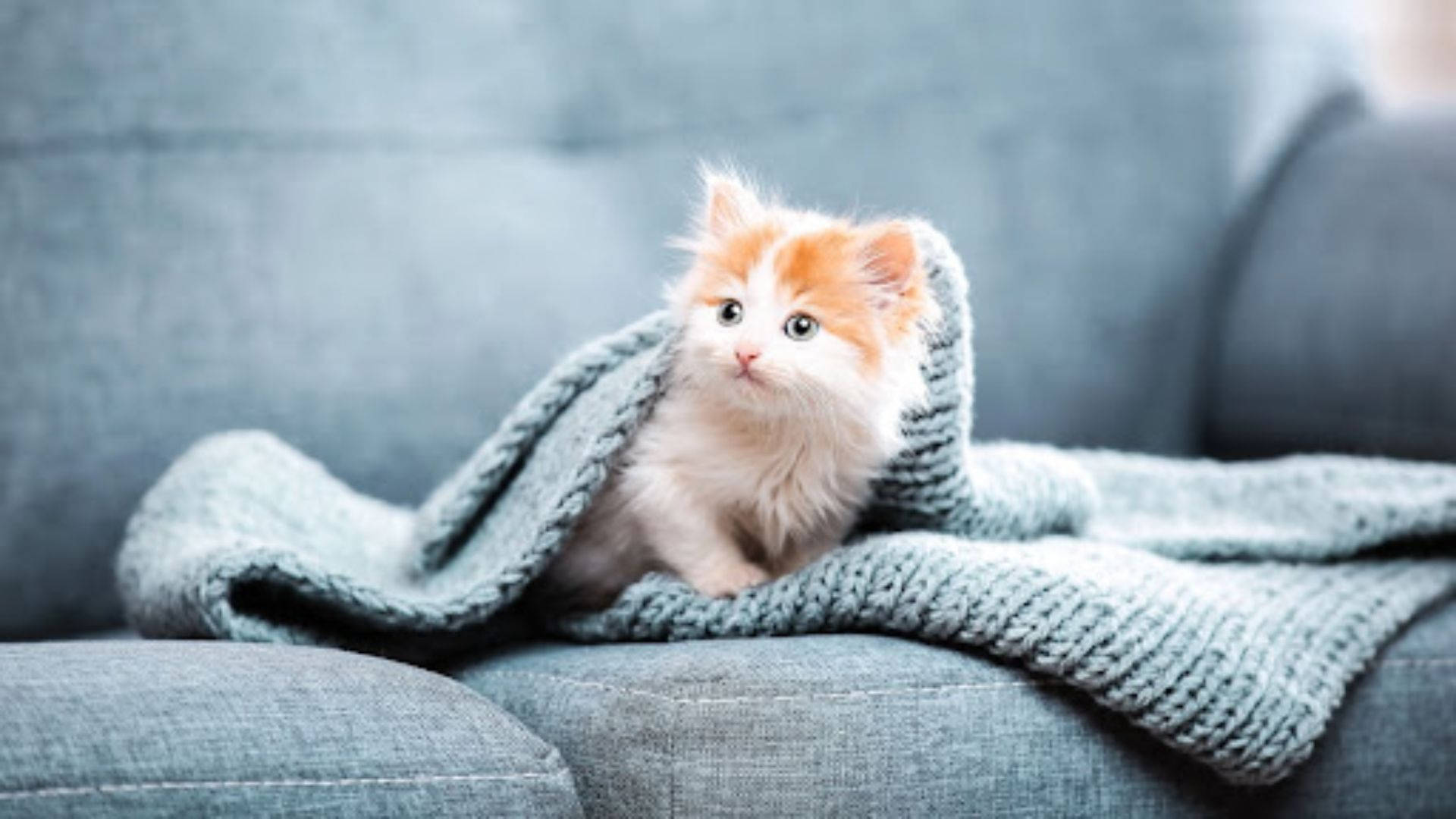 fluffy orange and white kitten, soft blue knitted blanket, gray couch, Full HD Desktop Wallpaper