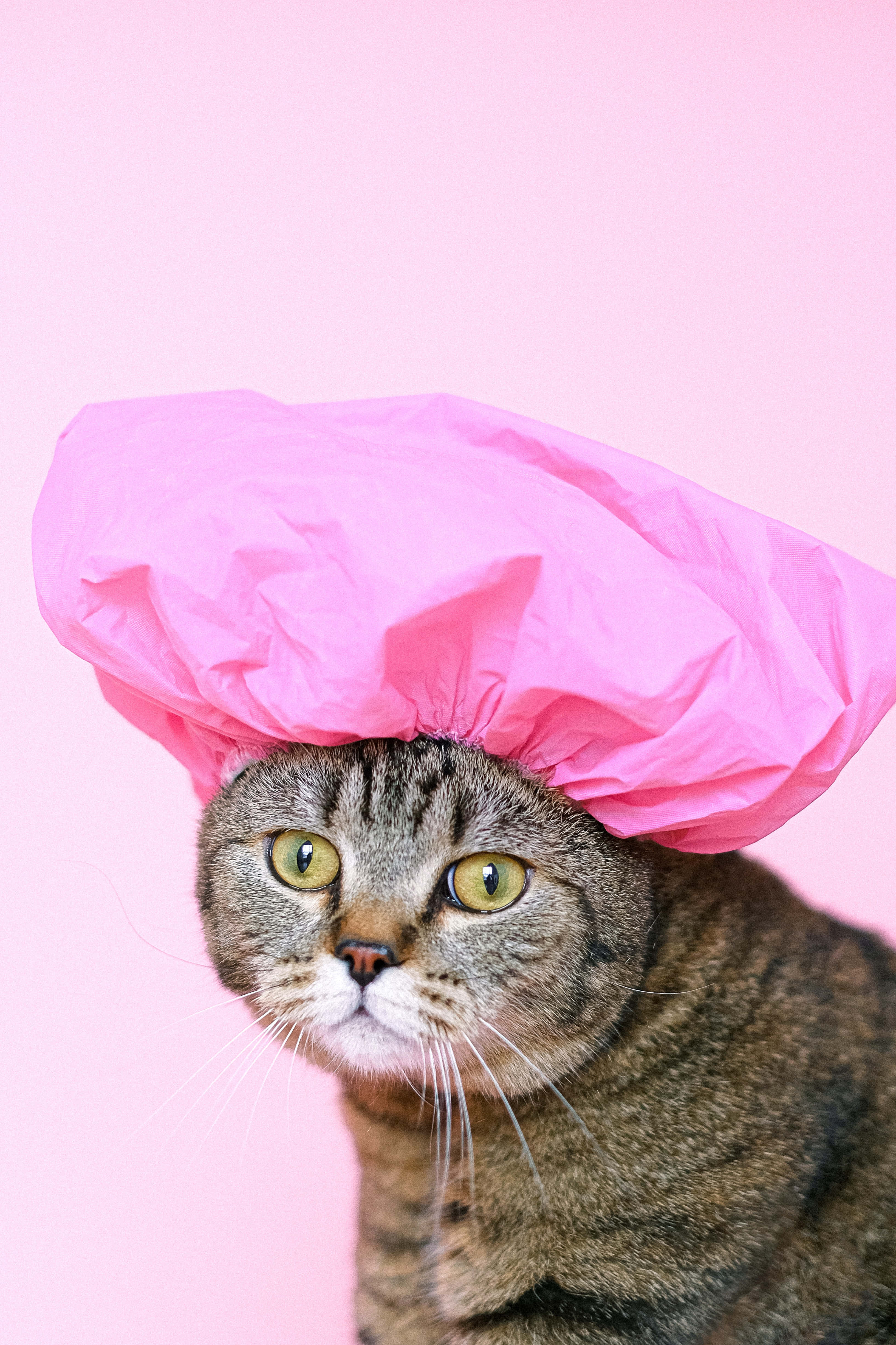 tabby cat, green eyes, bright pink shower cap, 4K Phone Wallpaper