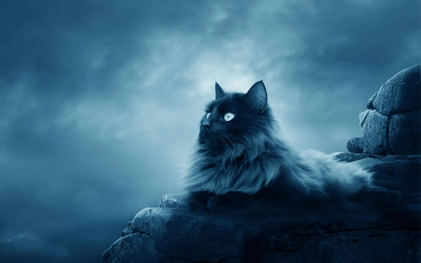 aesthetic cat, long-haired black cat, glowing eyes, HD Desktop Wallpaper
