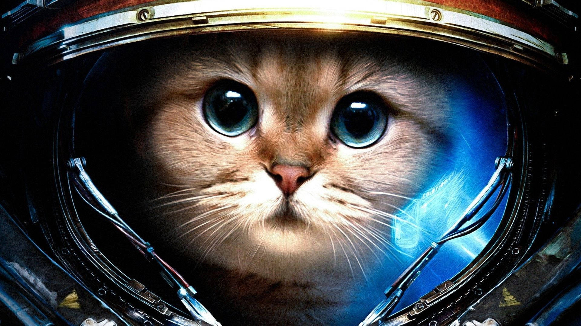 aesthetic cat, fluffy ginger cat, wide blue eyes, Full HD Desktop Wallpaper