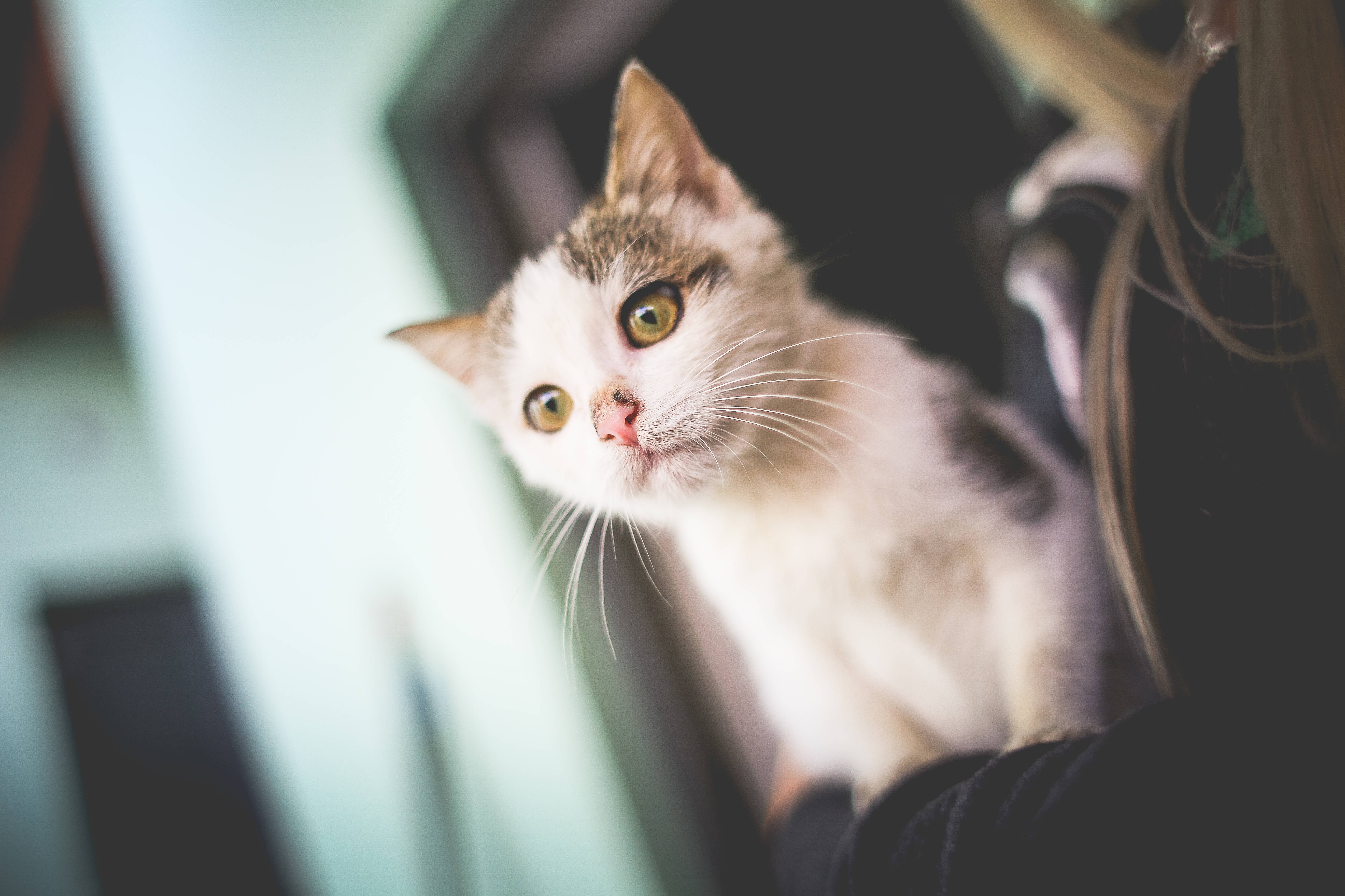 white and gray kitten, bright green eyes, perched on a person's shoulder, 5K Desktop Wallpaper