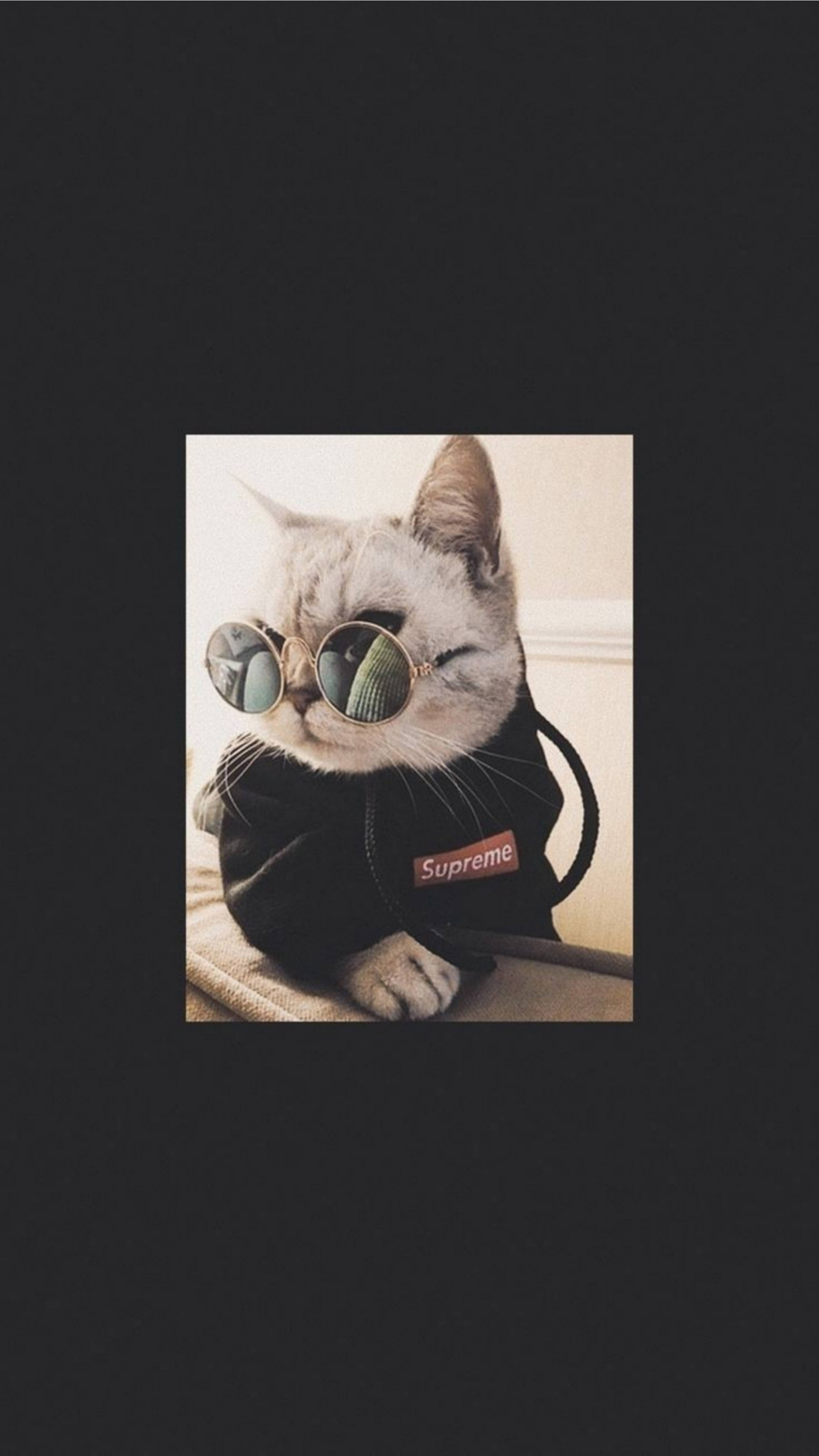 silver tabby cat, round sunglasses, black Supreme hoodie, 2K Phone Wallpaper