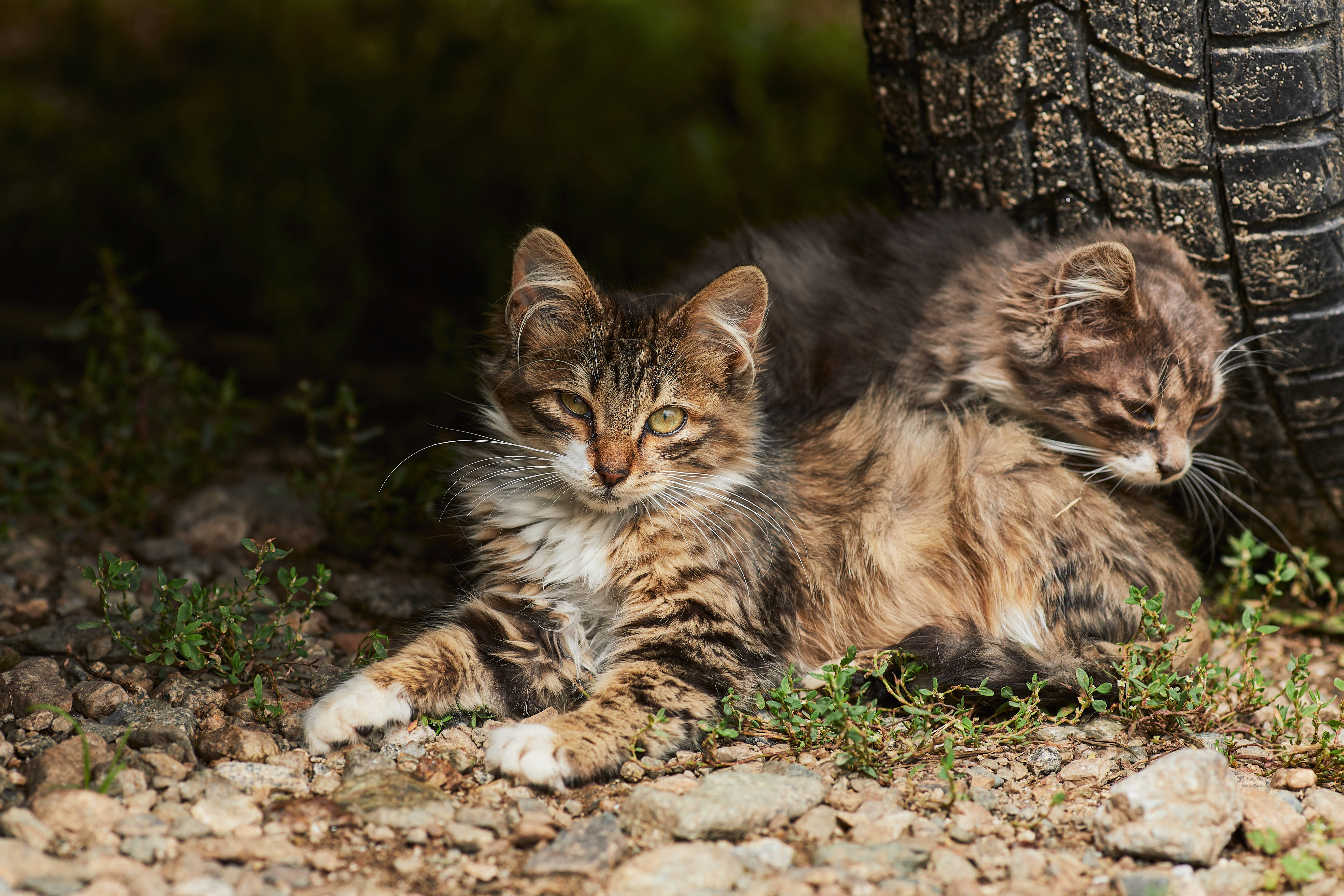 fluffy tabby kittens, gravel, tree trunk, 5K Desktop Wallpaper