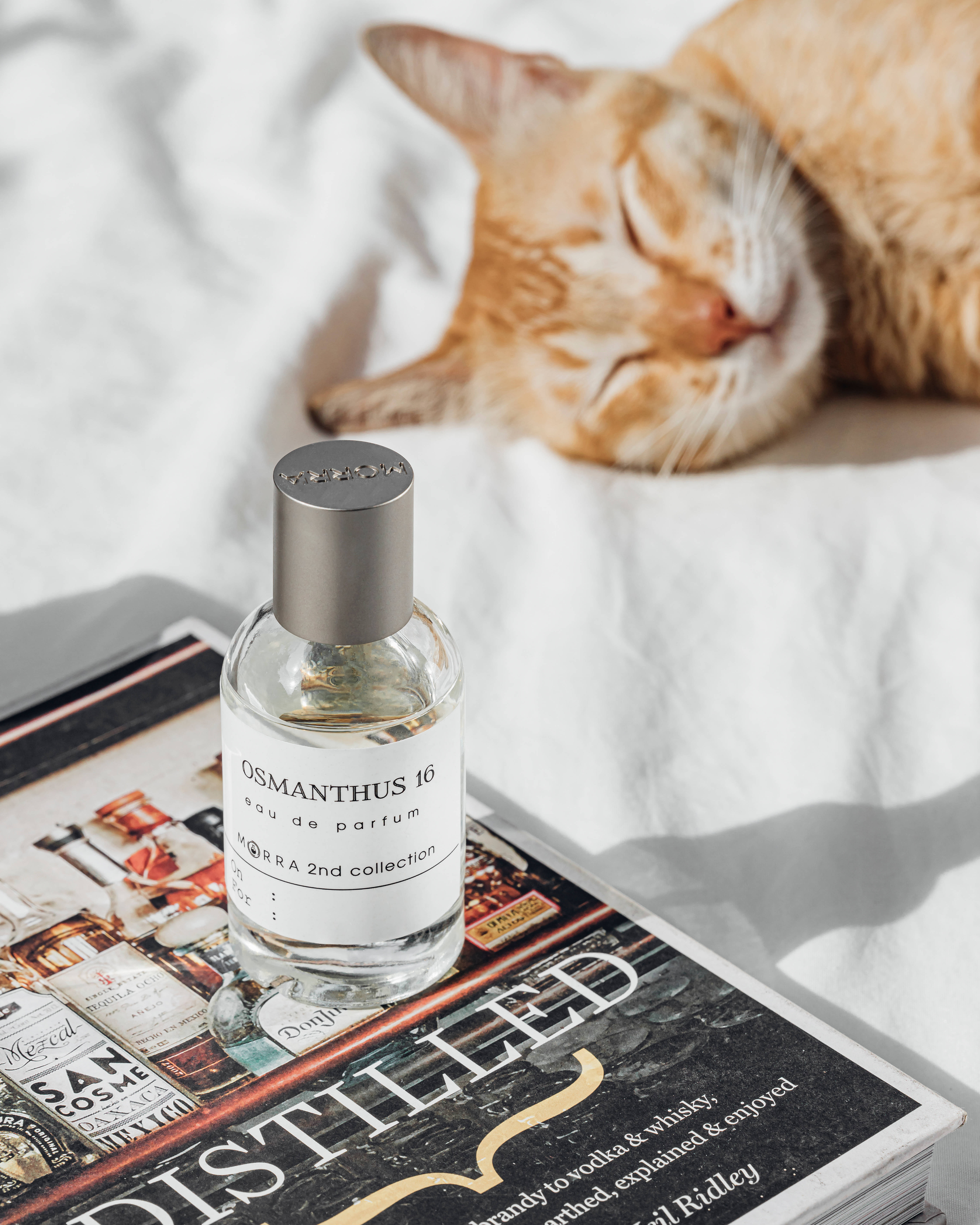 aesthetic cat, orange cat, perfume bottle, 5K Phone Wallpaper